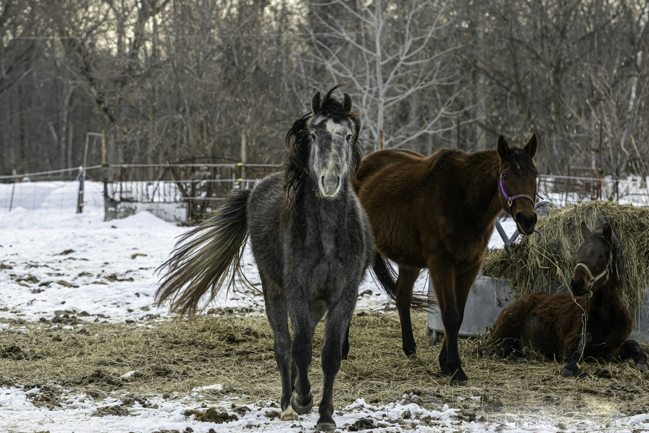 Horses at Shallow Creek Stables in Chaffee, NY