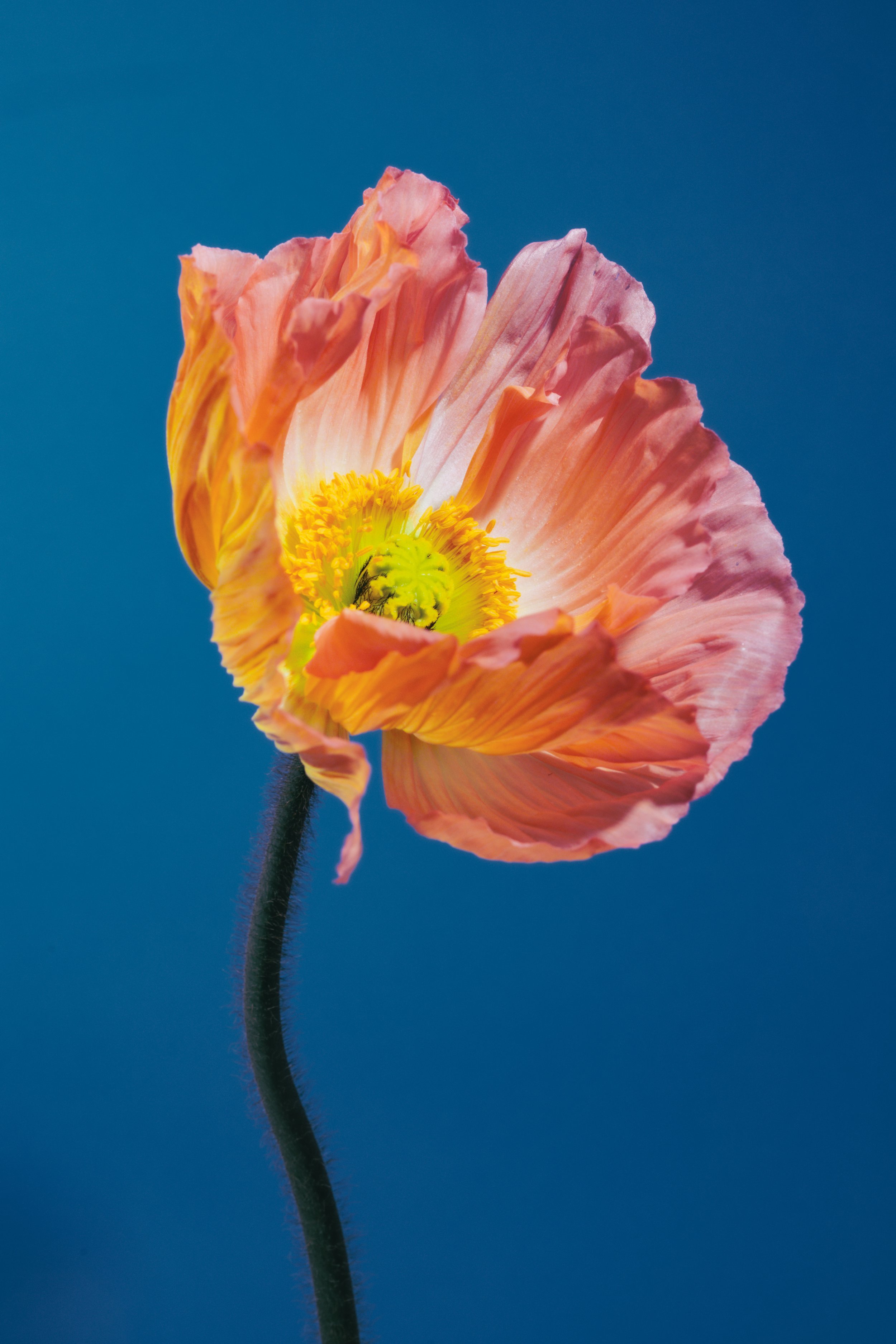 Close-up of a pink and orange poppy flower with a yellow center against a clear blue sky.