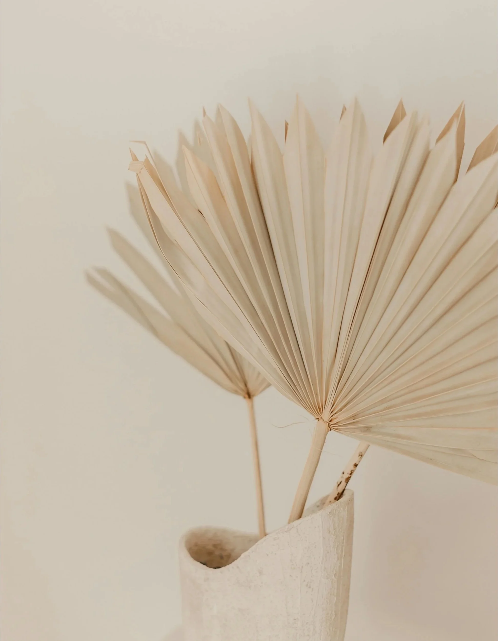 Decorative arrangement of dried palm leaves in a white textured vase against a neutral background.