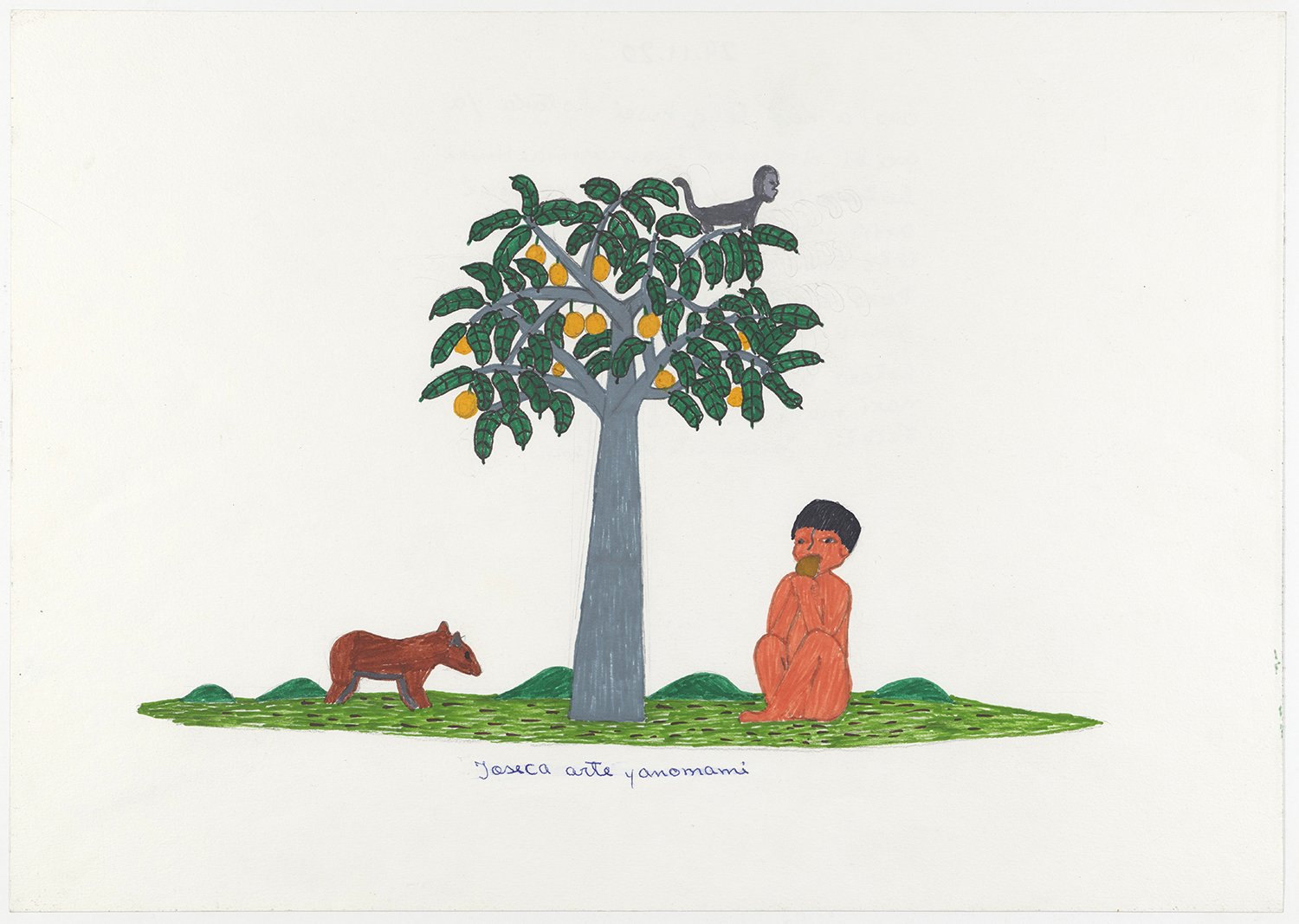 Eu fiz esse desenho sobre quando a árvore Hokata axihi está com frutos. Quando os frutos da árvore Hokata axihi não estão maduros, os animais não os comem, mas quando eles amadurecem os animais sempre comem eles. Os macacos-aranha, Yarima e nós Yanom