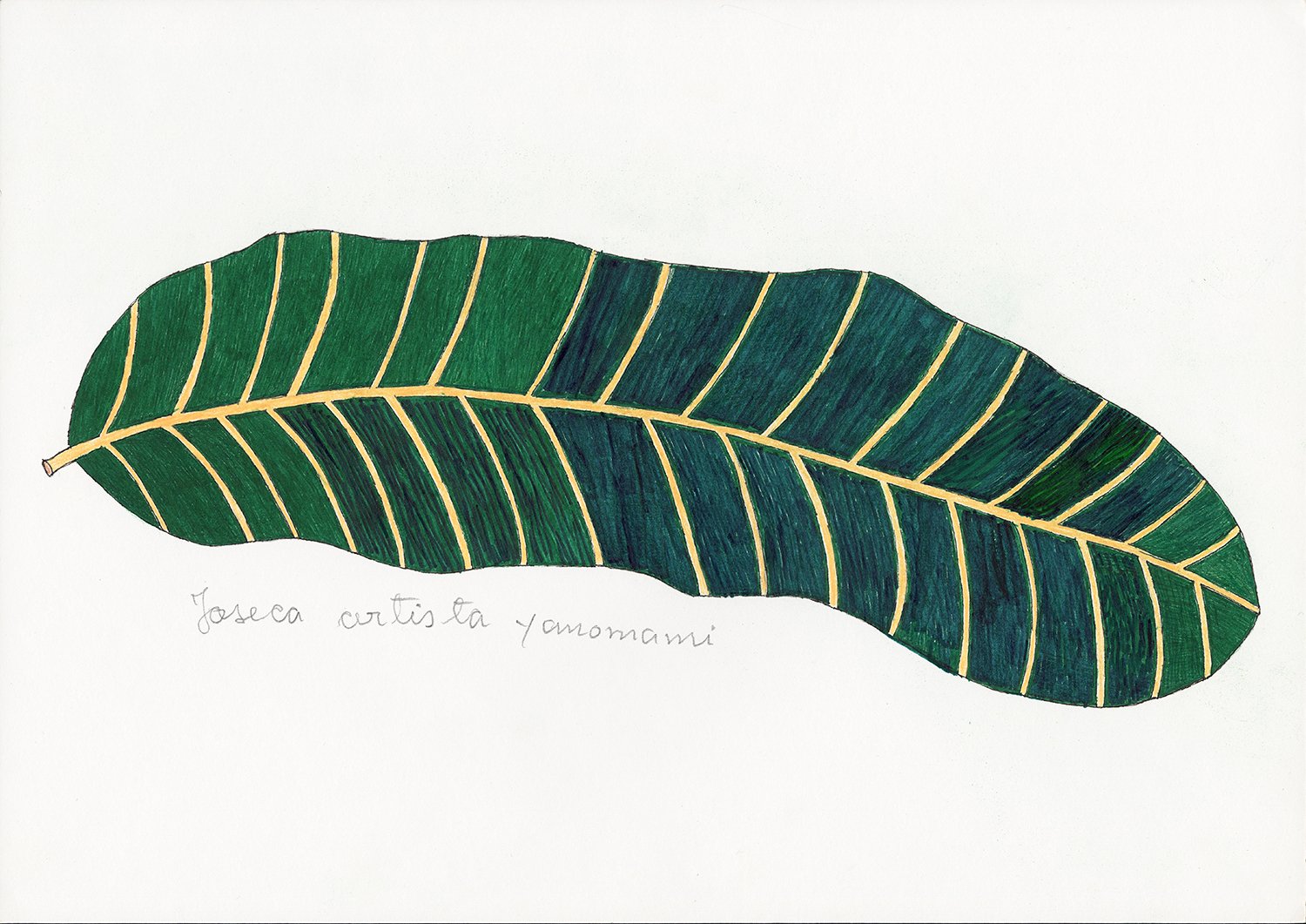 Folha de sororoca (Phenakospermum guyannense). | 2018, lápis e caneta hidrocor sobre papel, 30 x 42 cm.