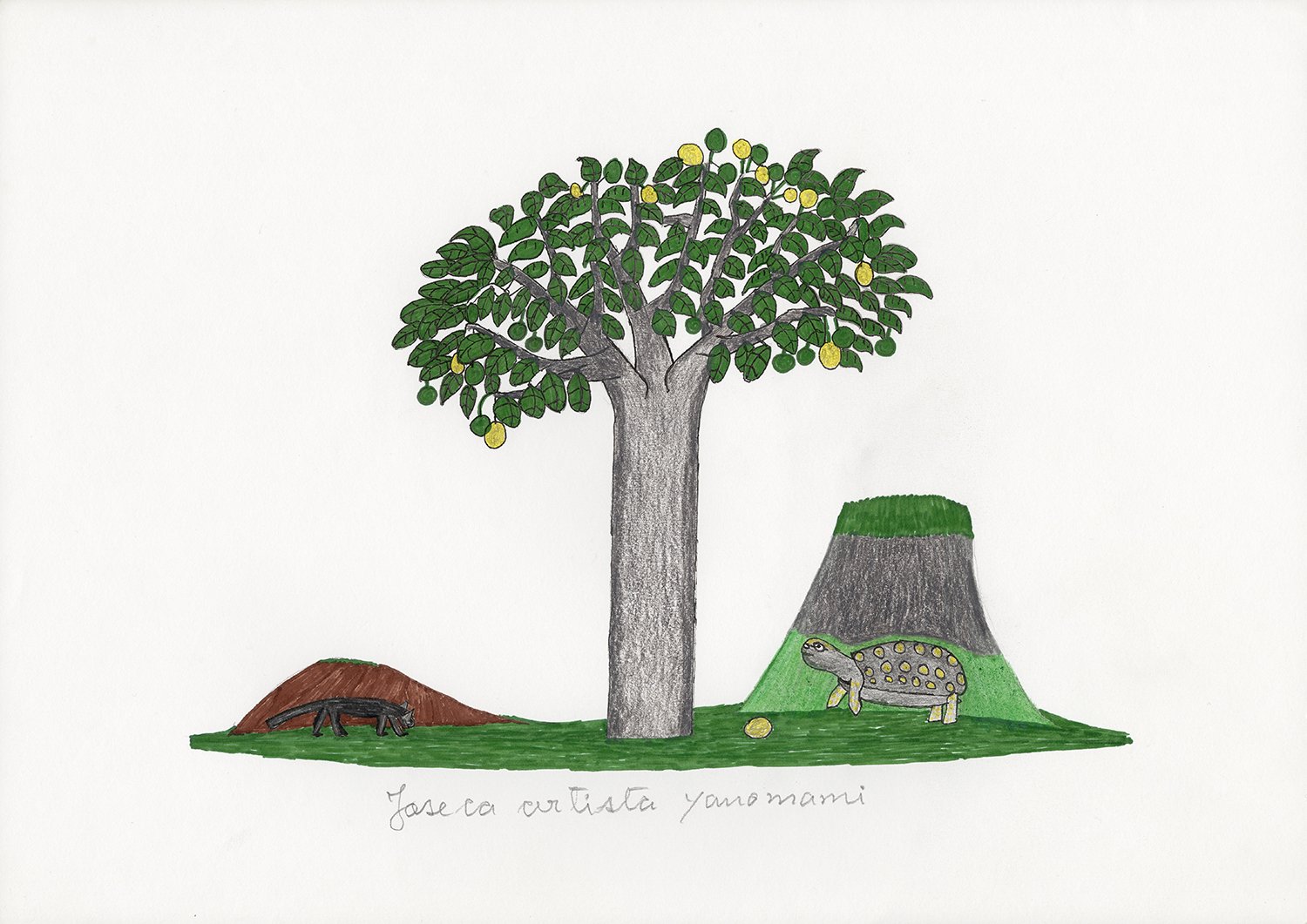 Sorveira, árvore (Couma macrocarpa). | 2019, lápis e caneta hidrocor sobre papel, 30 x 42 cm.