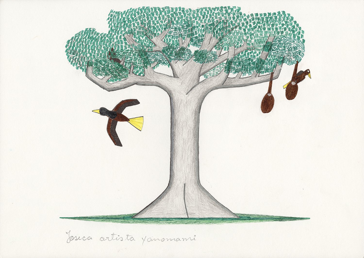 Jatobá, árvore (Hymenaea parvifolia) | 2018, lápis e caneta hidrocor sobre papel, 30 x 42 cm.