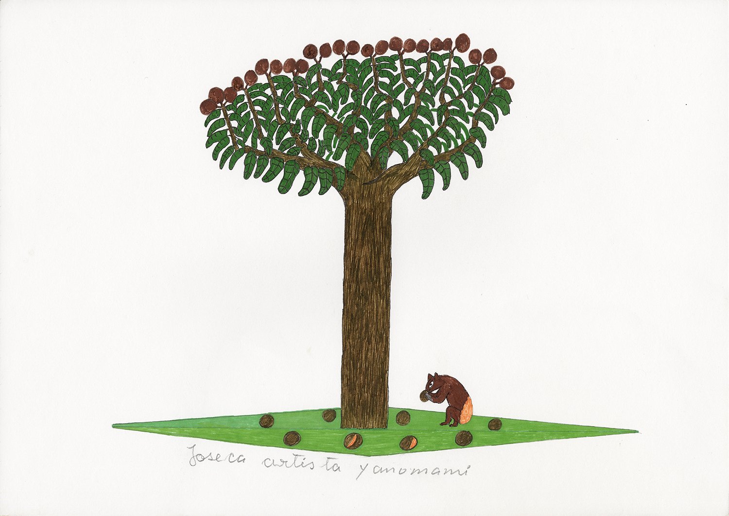 Castanheira, árvore (Bertholletia excelsa). | 2019, lápis e caneta hidrocor sobre papel, 30 x 42 cm.