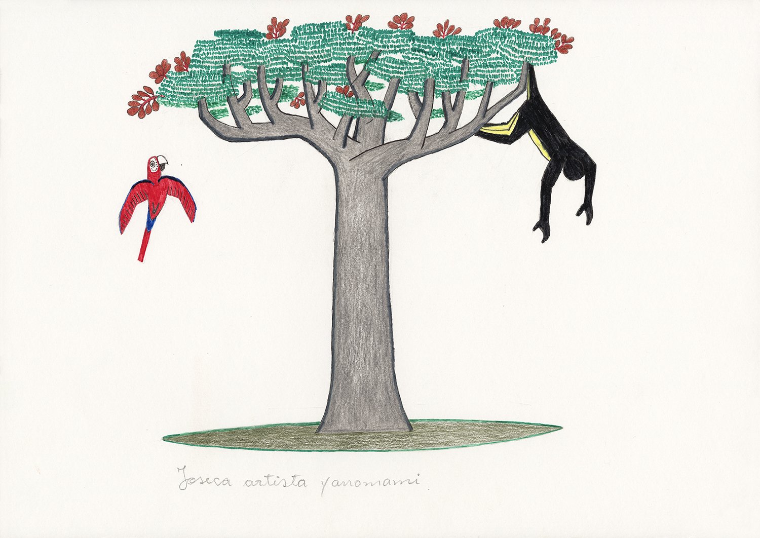 Jatobá, árvore (Hymenaea parvifolia). | 2019, lápis e caneta hidrocor sobre papel, 30 x 42 cm.