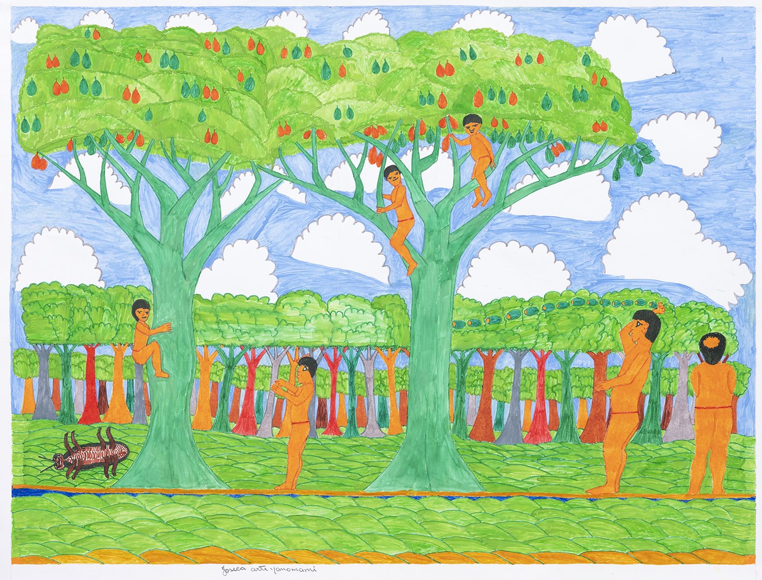 No tempo dos ancestrais, o mundo era diferente. Duas pessoas estavam colhendo frutas chamadas tohomakɨ no alto das árvores. Xi imama, a lagarta, e Rohari estavam subindo. Omoari, espírito mau, chegou embaixo da árvore, olhou para cima e viu duas pess