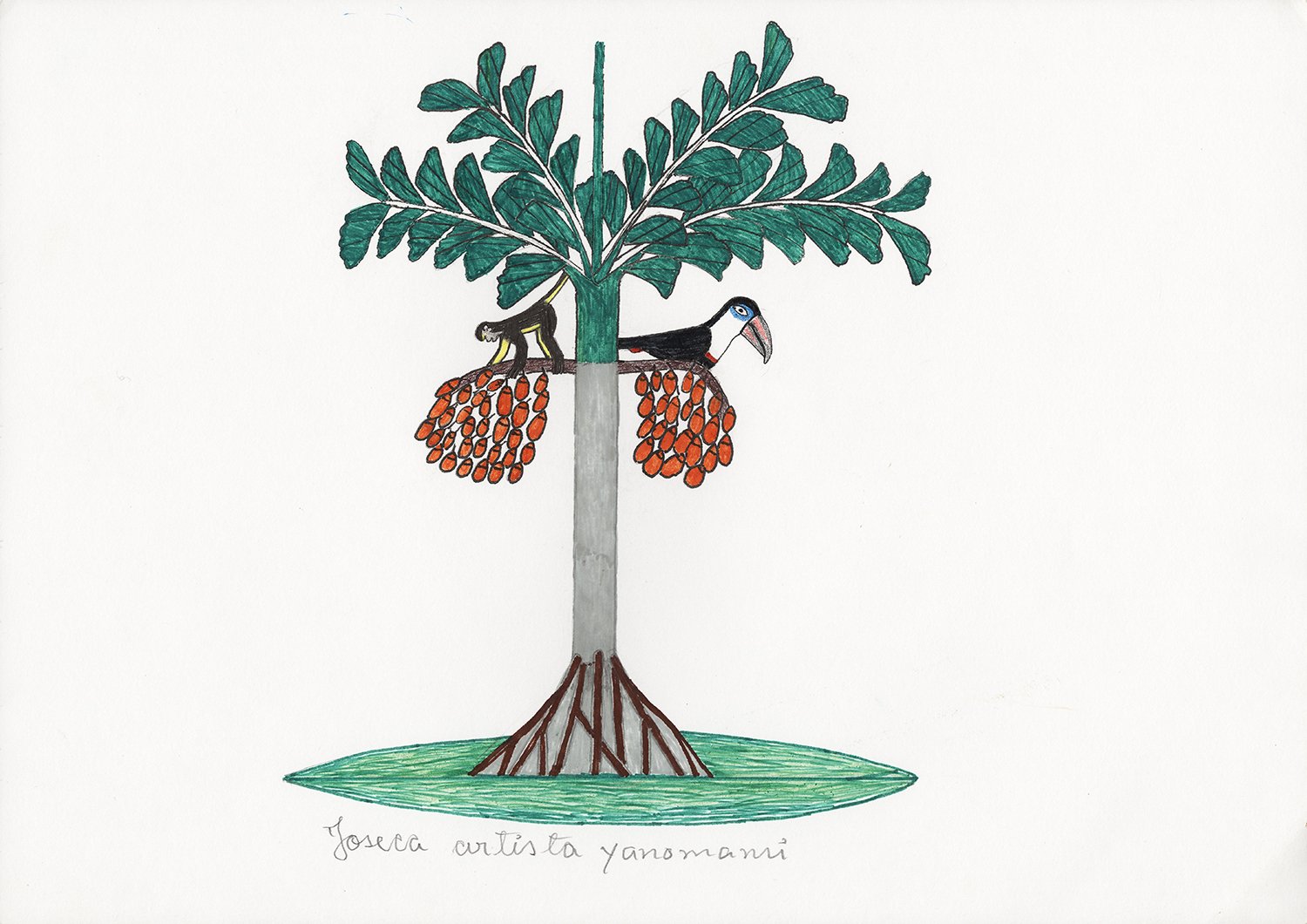 Dia 08.12.18 fiz um desenho de Manakasi, Paxiubúba (Socratea exorrhiza). Os animais, os macacos comem suas frutas quando estão maduras. Os pássaros, os tucanos também comem, e outros tipos de tucanos também. | 2018, lápis e caneta hidrocor sobre pape