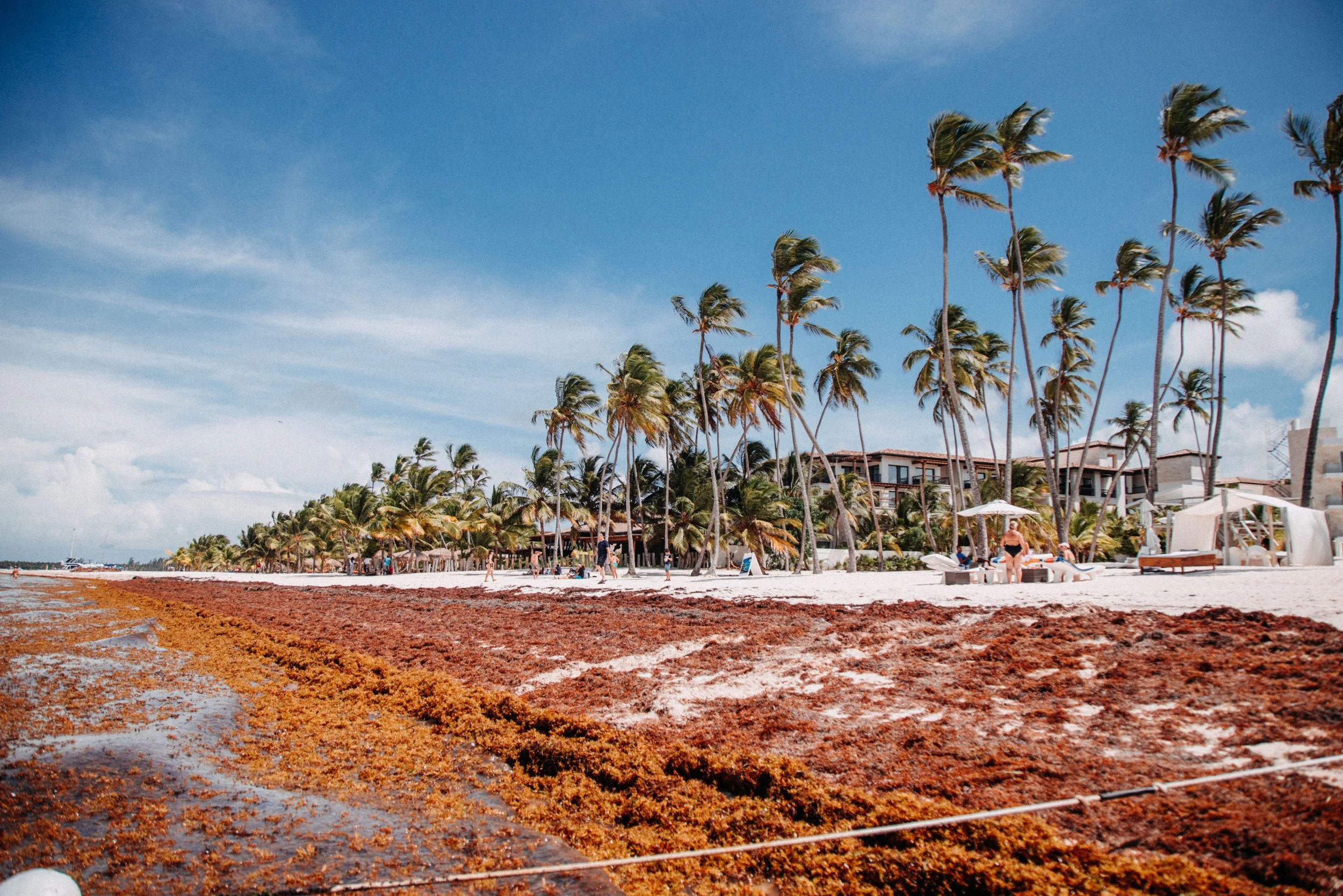 What the Sargassum Crisis Reveals About Marine Tourism Resilience