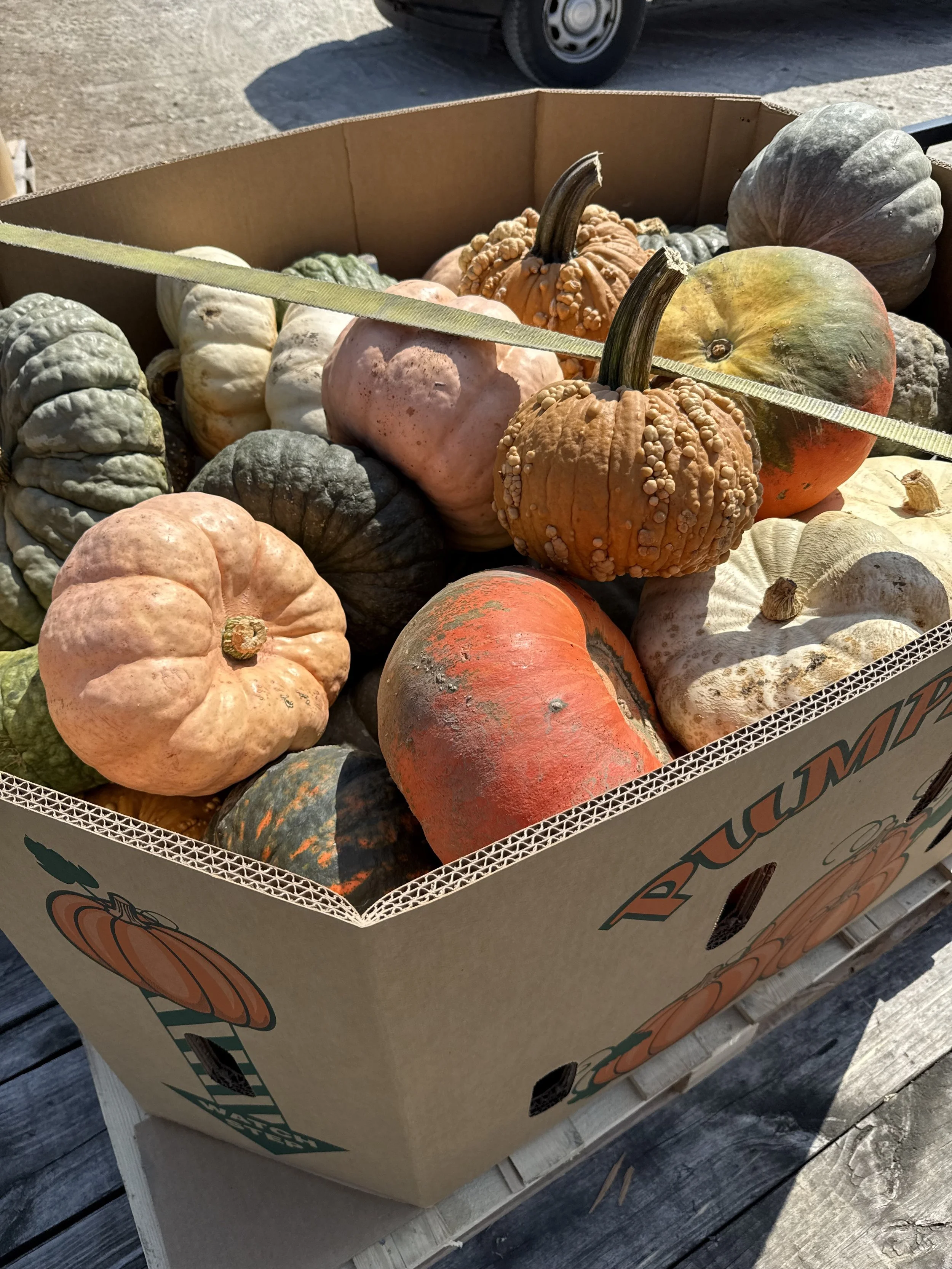 Fall Porch Clean Up