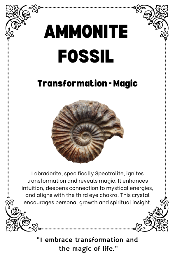 Ammonite Fossil