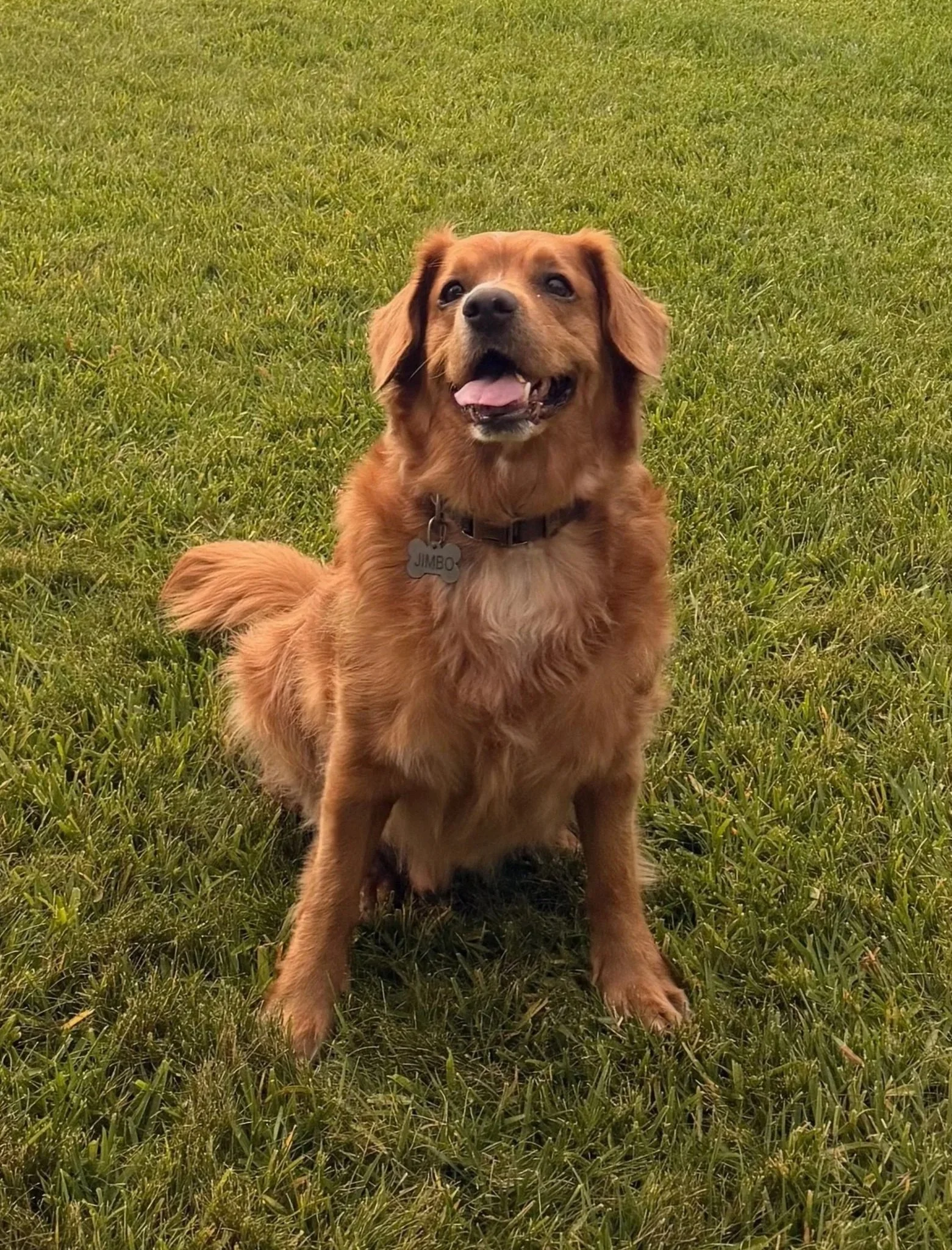 A happy golden retriever dog with a tag labeled "JIMBO" sitting on green grass outside.