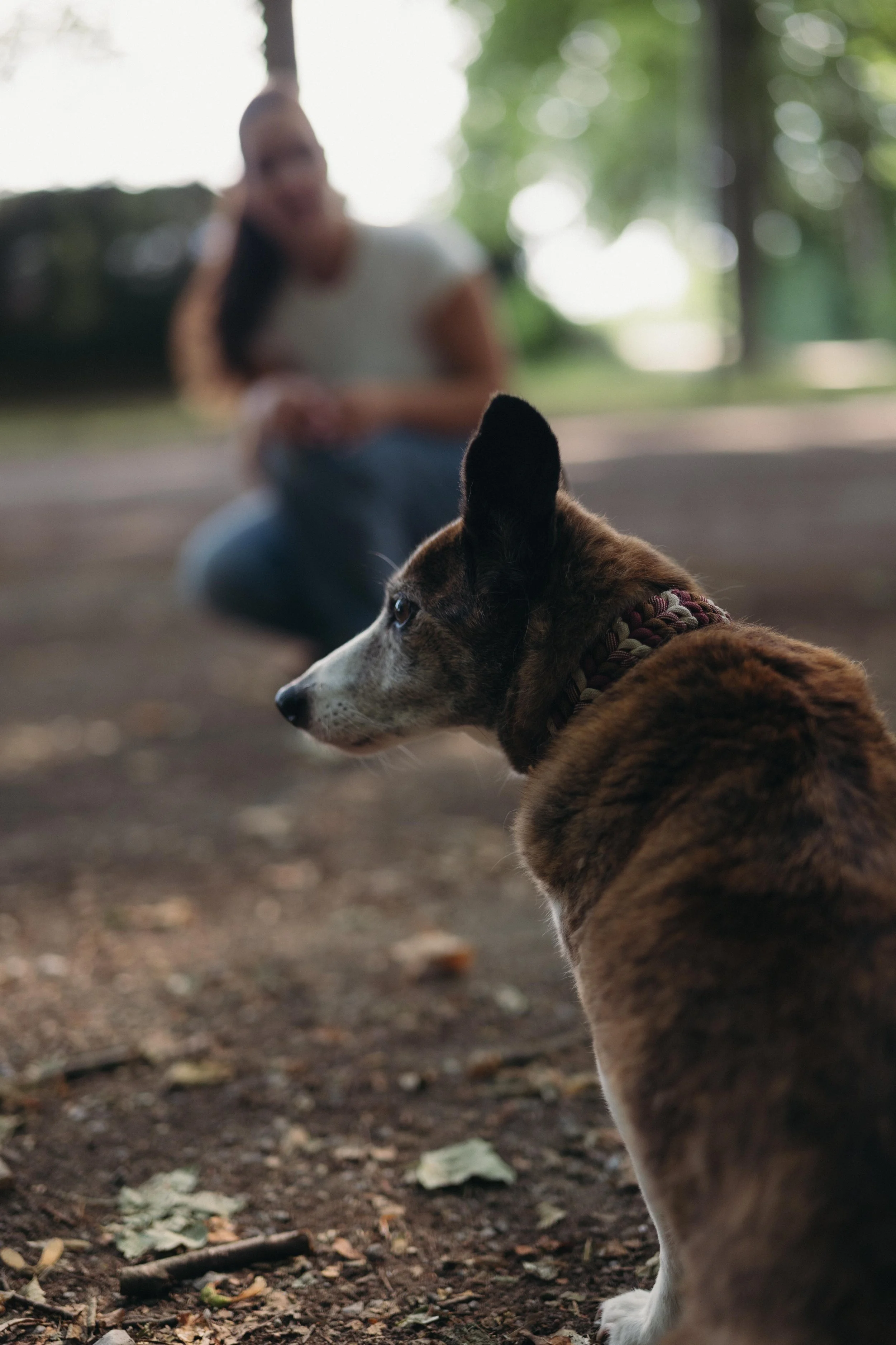 Älterer braun-weißer Hund sitzt im Vordergrund und schaut zur Seite, im Hintergrund hockt die Trainerin unscharf auf dem Waldweg