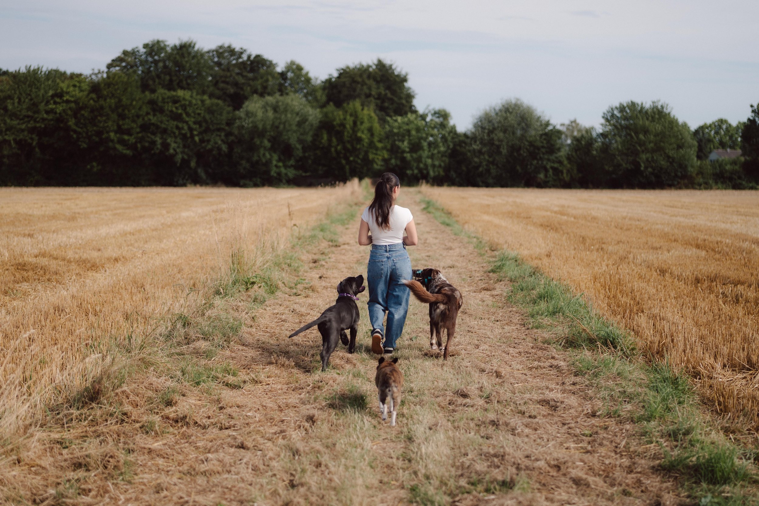 Hundetrainerin von Hamrah Hundetraining geht mit drei Hunden über einen Feldweg bei Soest