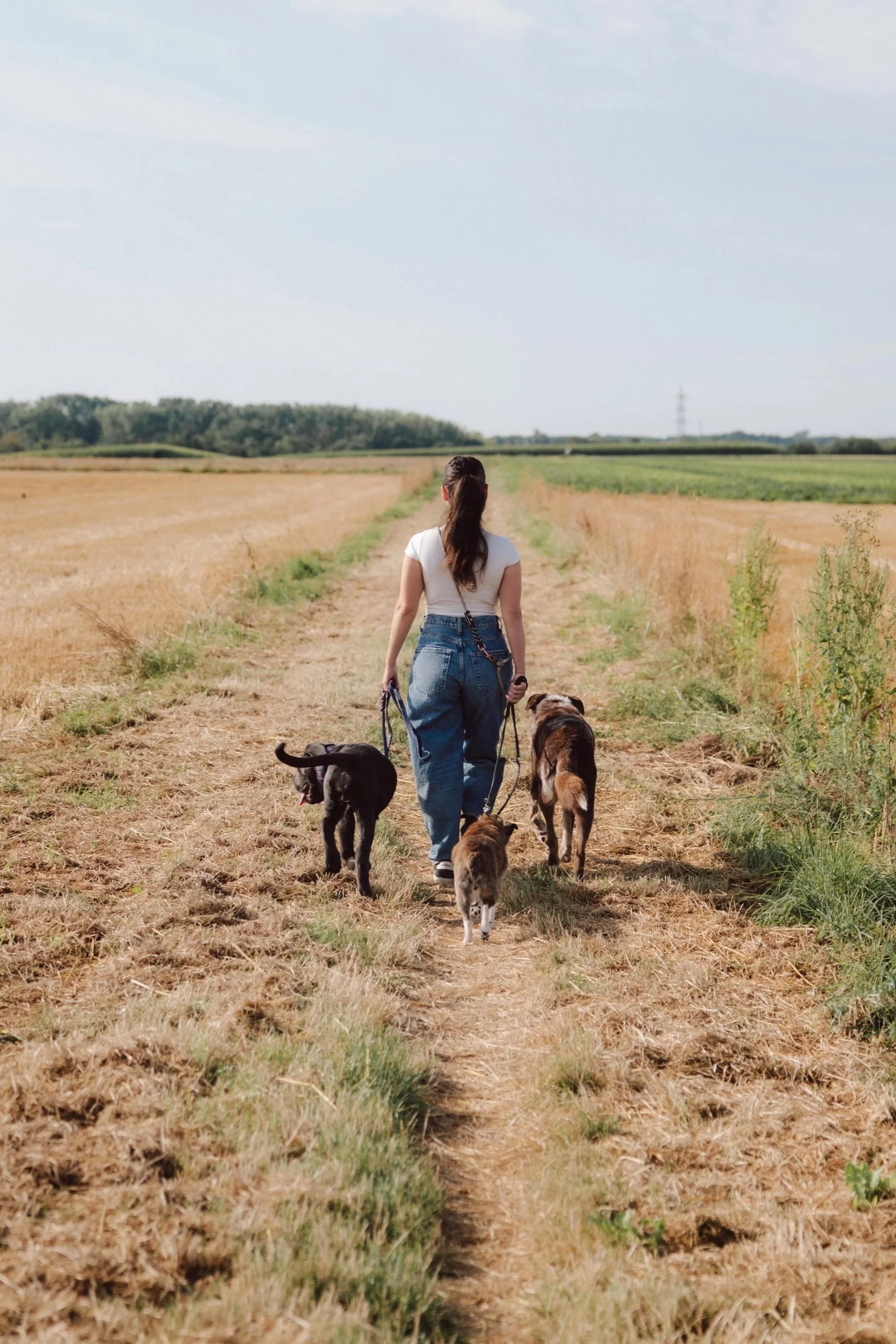 Hundetrainerin Natascha geht mit drei Hunden an der Leine über einen Feldweg, Social Walk in Soest und Umgebung