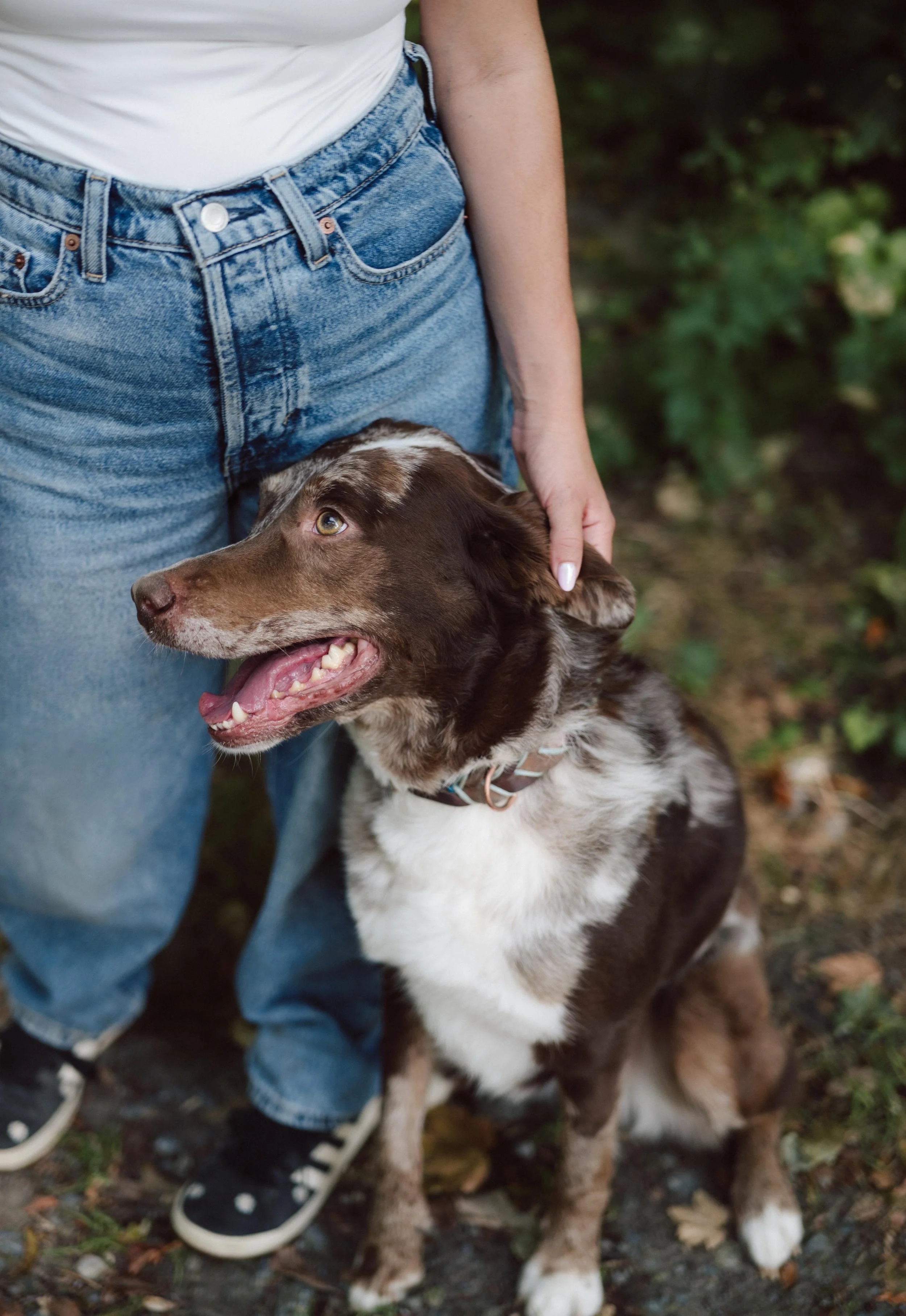 Braun-weißer Hund sitzt entspannt neben seiner Trainerin und wird am Kopf gestreichelt