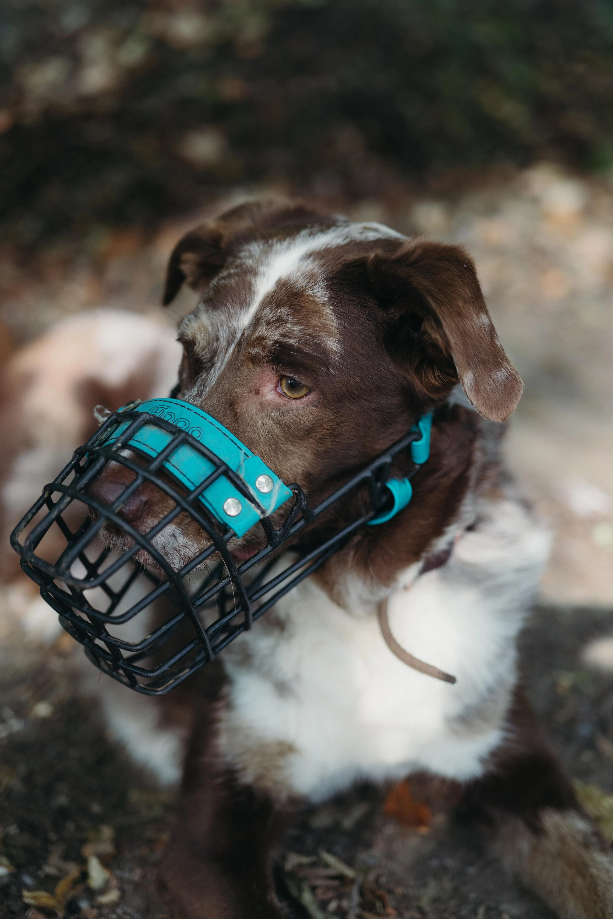 Braun-weißer Hund liegt entspannt mit gut sitzendem Maulkorb auf dem Waldboden, Maulkorbtraining bei Hamrah Hundetraining