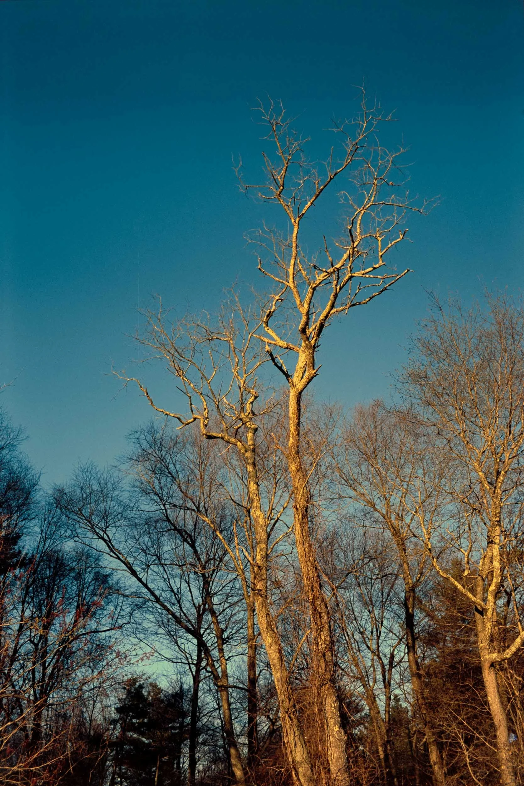 Ektar-042426-0774.jpg