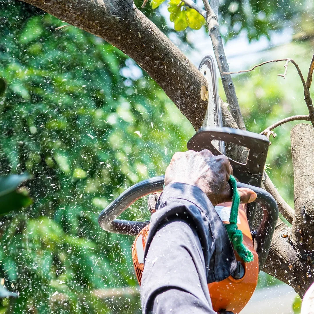 Person cutting a large tree branch with a chainsaw amid falling sawdust, surrounded by green foliage.