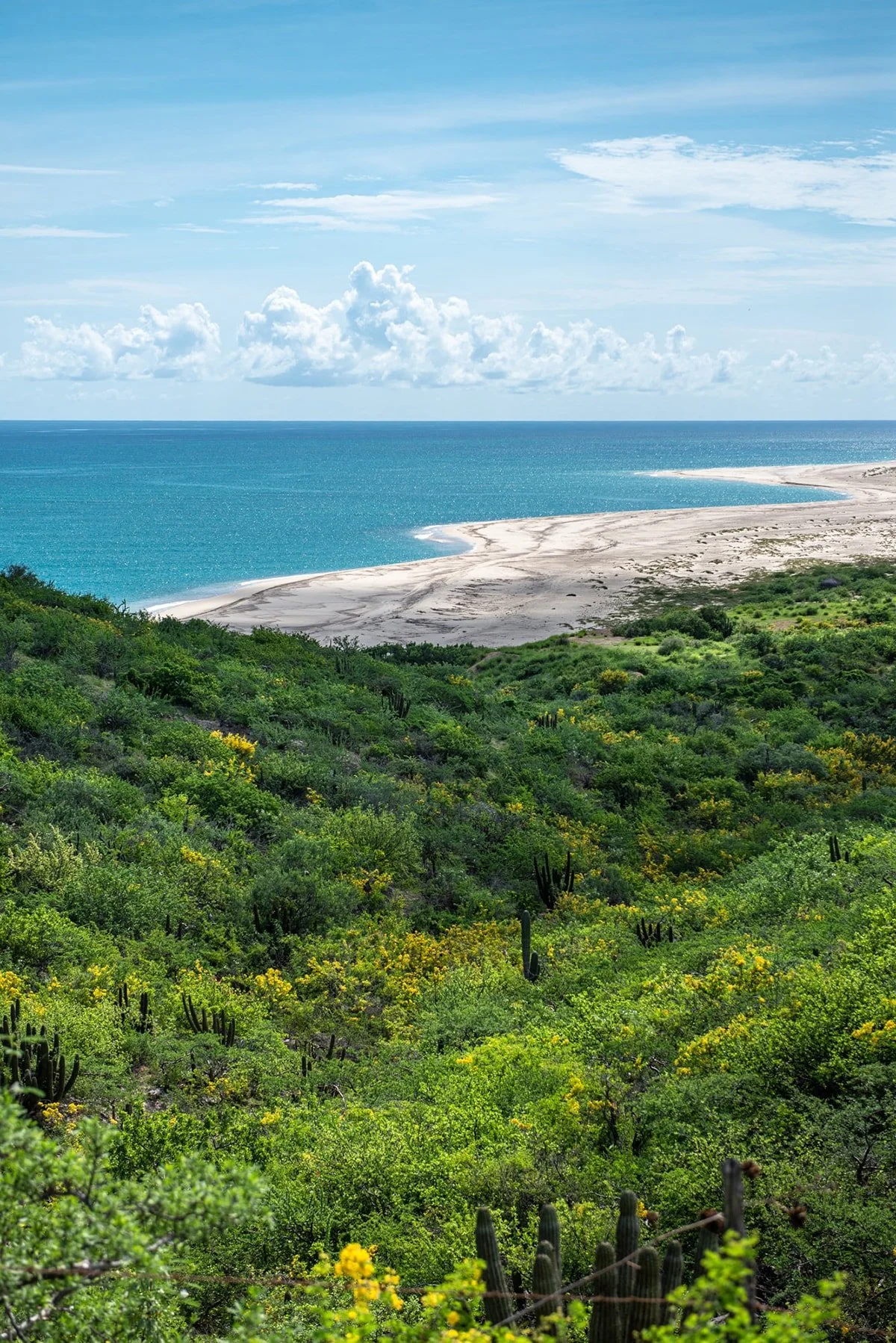 A scenic view of a coastline with a sandy beach, turquoise ocean water, and a lush green hillside in the foreground covered with various desert plants and cacti, under a partly cloudy sky.