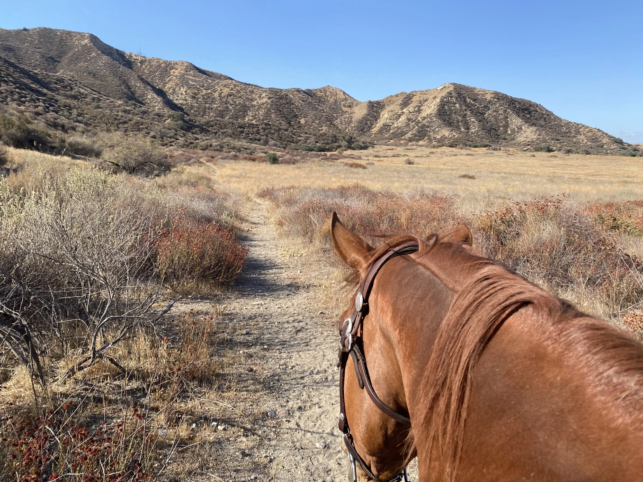 A view from a horseback ride showing a landscape with dry grass, bushes, and mountains under a blue sky.