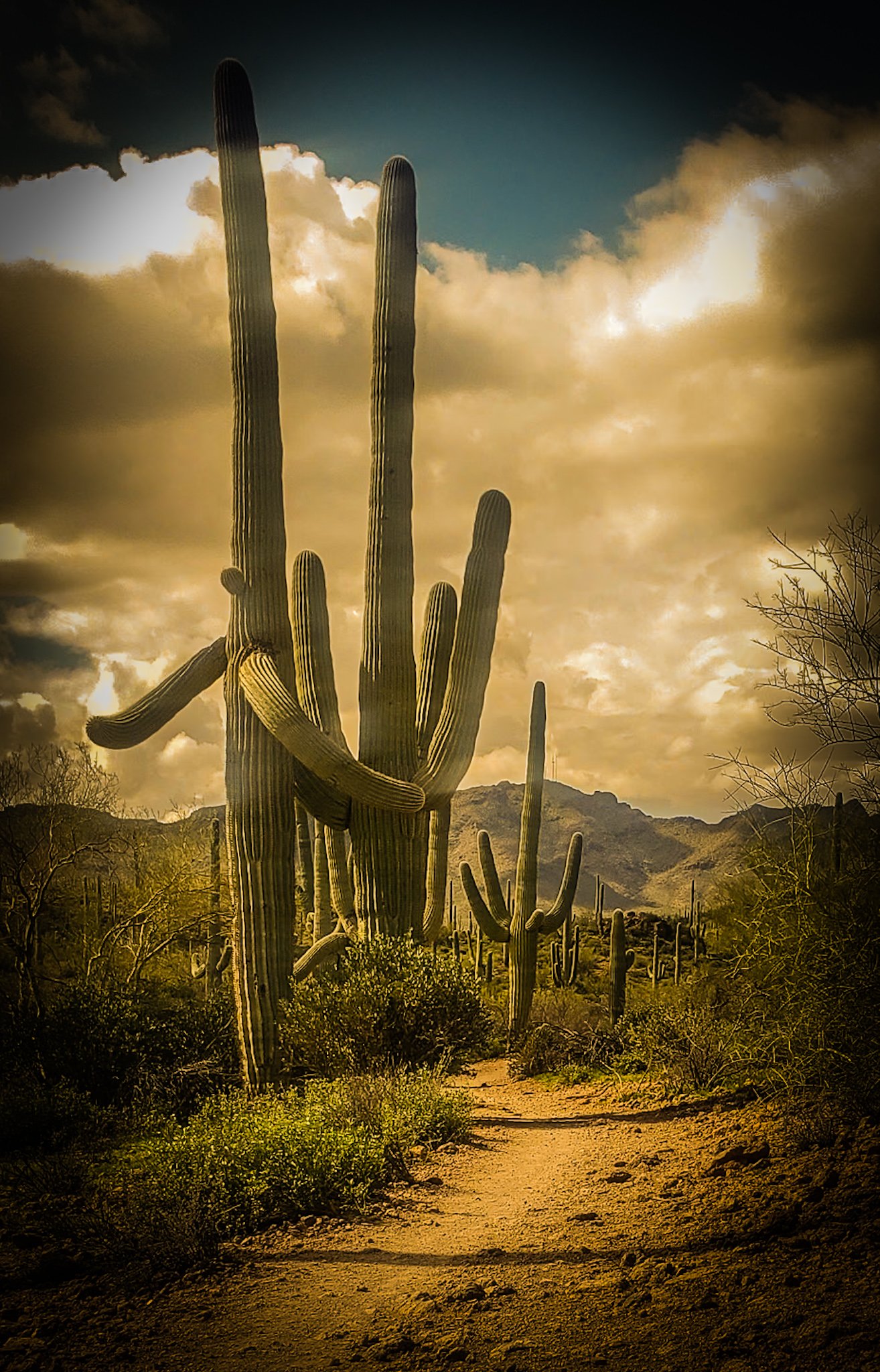 Desert landscape with tall saguaro cacti and mountains in the background, under a cloudy sky at sunset.