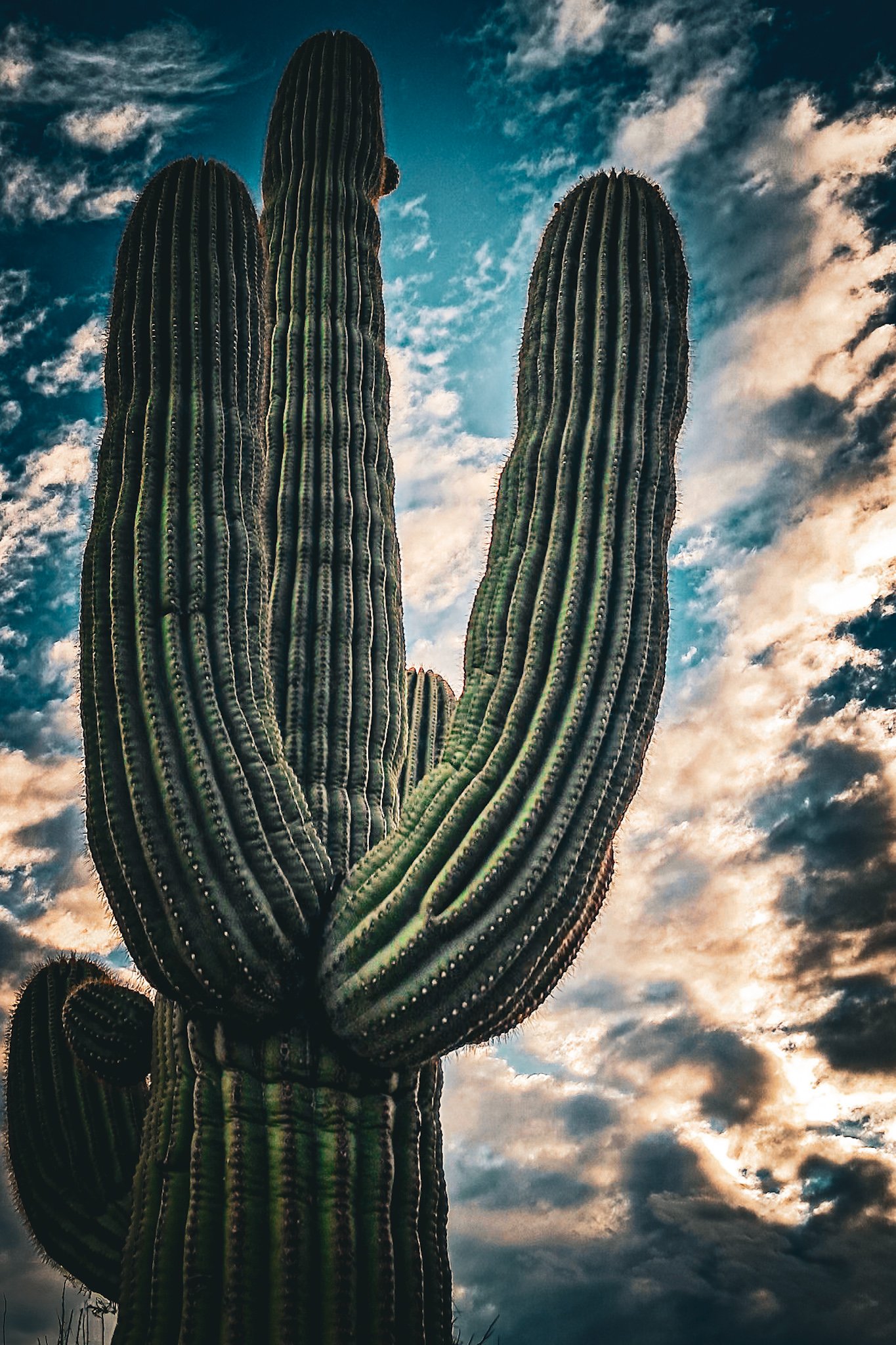 A tall cactus with multiple arms against a cloudy sky during sunset.