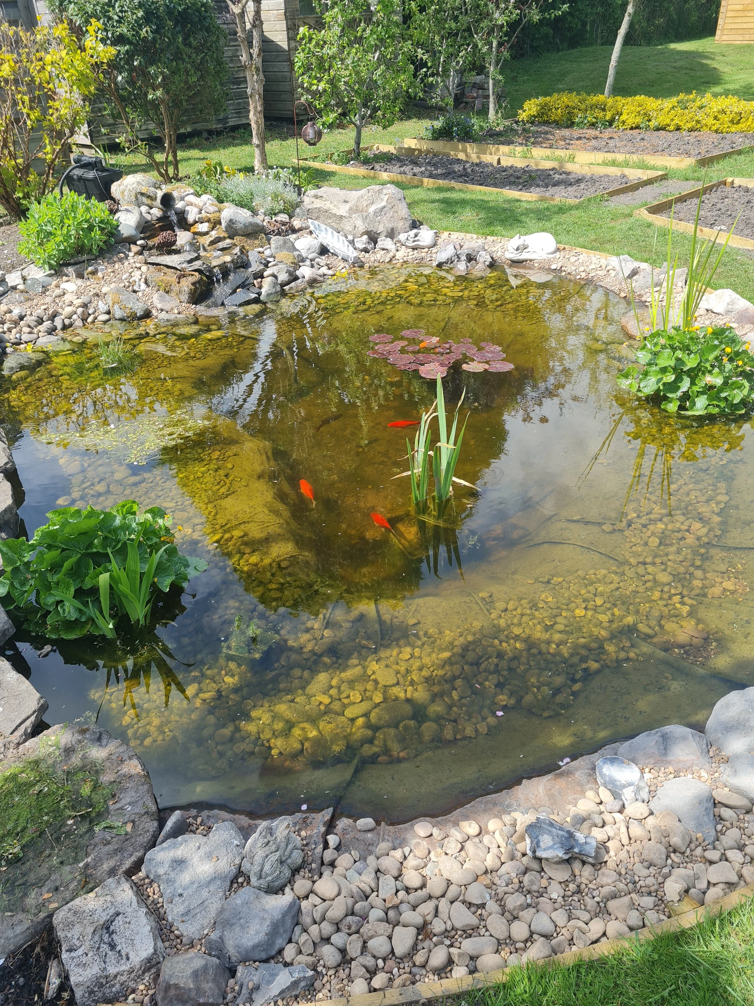 A garden pond with water lilies, surrounded by rocks and pebbles, with fish swimming inside. There are garden beds with plants and grass in the background, along with small trees and a wooden shed.