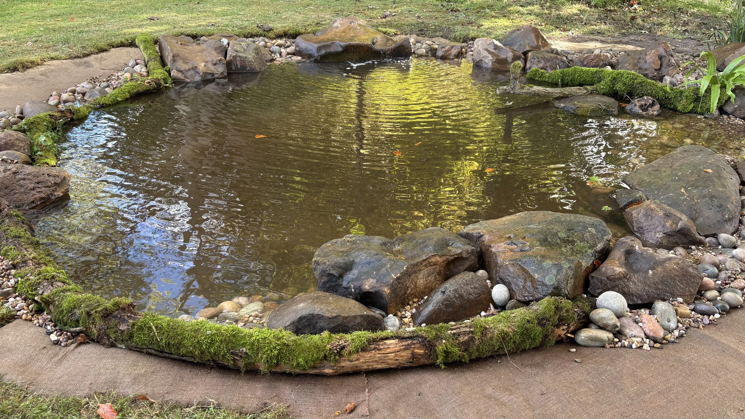 newly installed nature pond with moss-covered rocks, ferns, pebbles, and surrounding greenery.