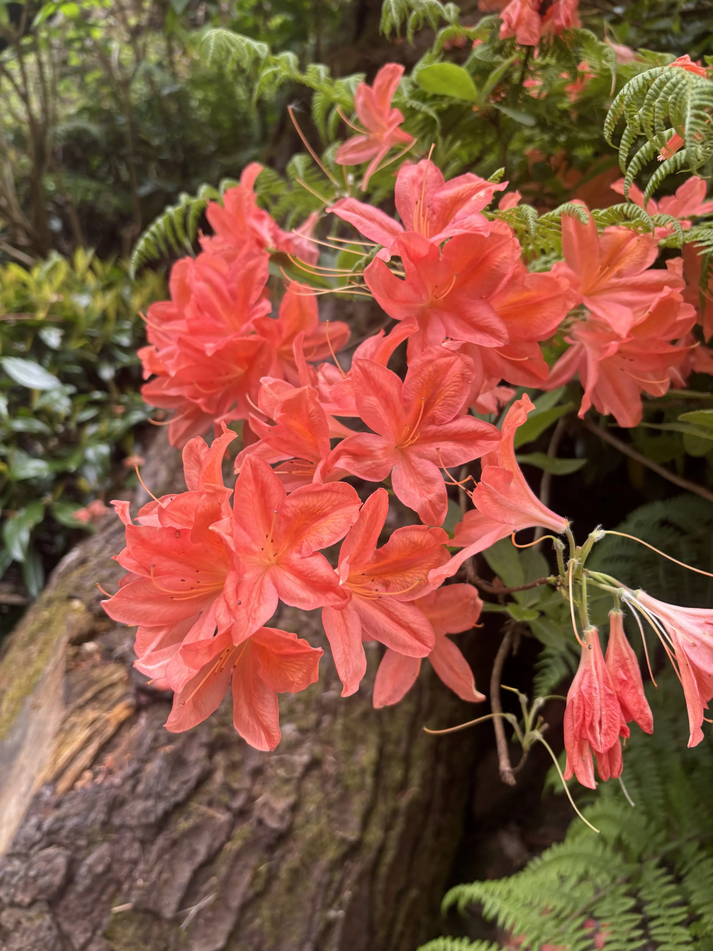 Close-up photo of pink azalea flowers blooming on a branch near a tree trunk with green fern leaves surrounding them.