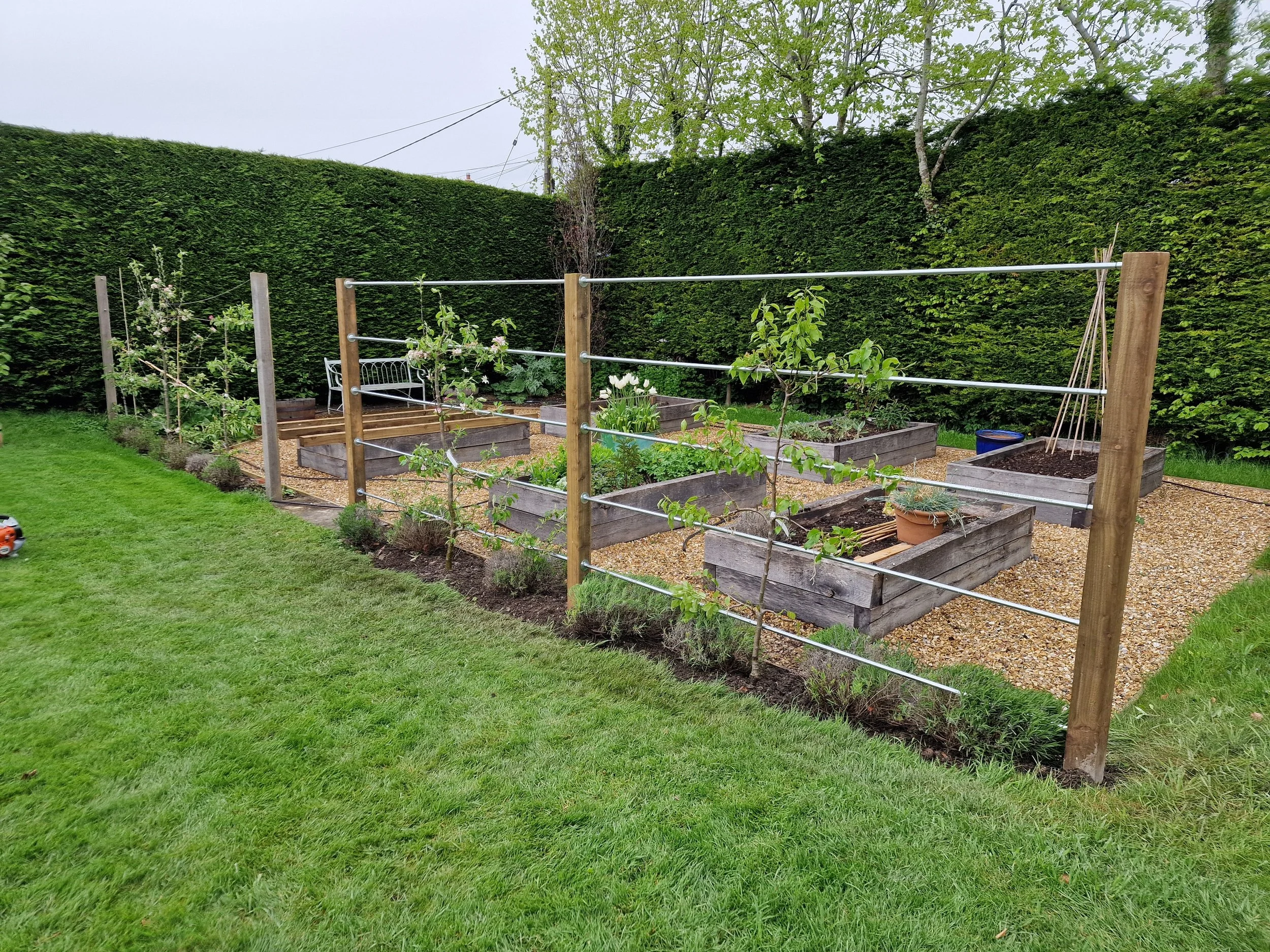 A garden with raised wooden beds having various plants and flowers, a grassy lawn foreground, and a tall green hedge in the background with trees above.