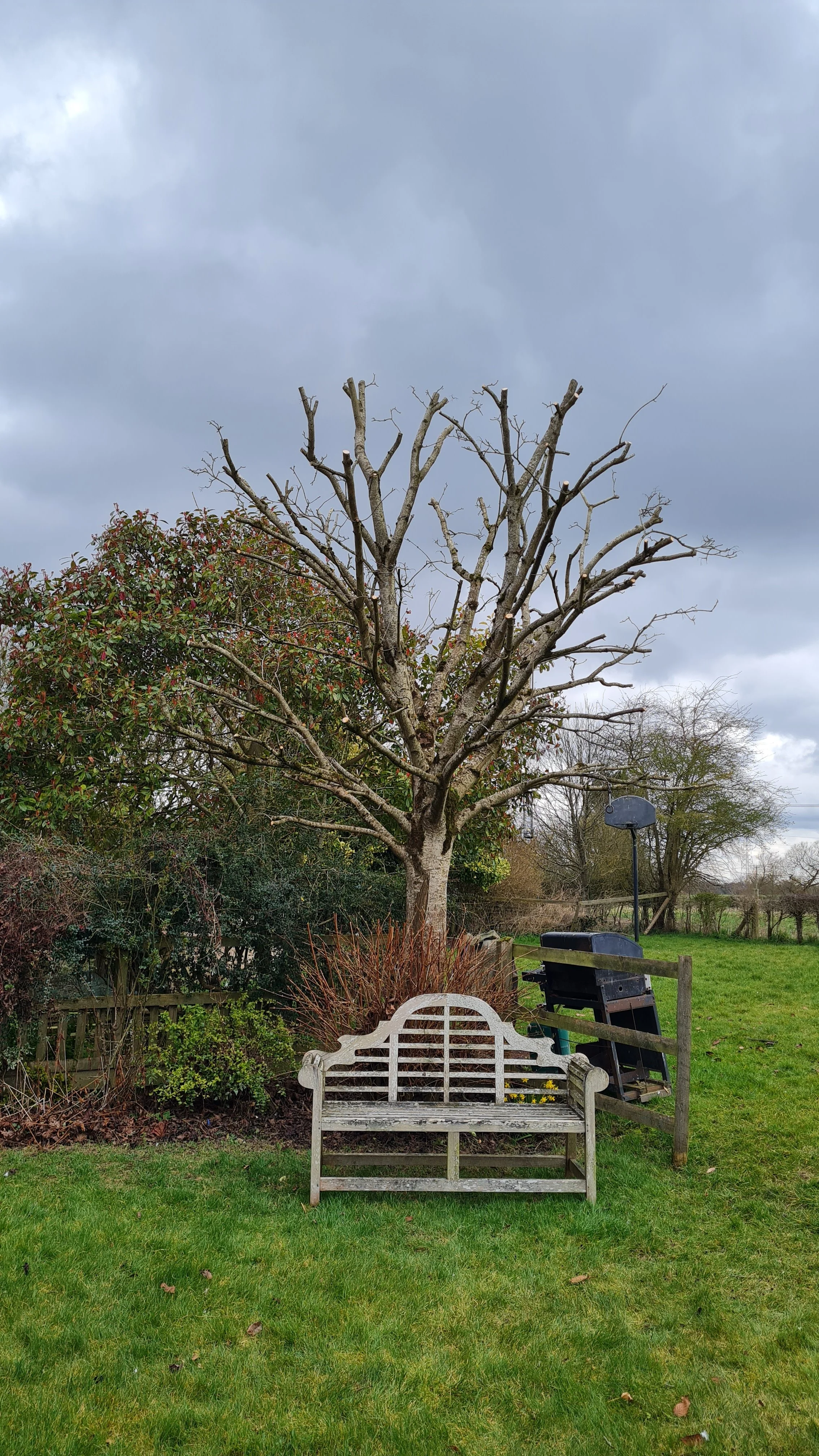A leafless tree stands in a garden with a cloudy sky in the background. Below the tree, there is a white garden bench, a barbecue grill, and a basketball hoop. The grass is green, and there are bushes and other trees around.