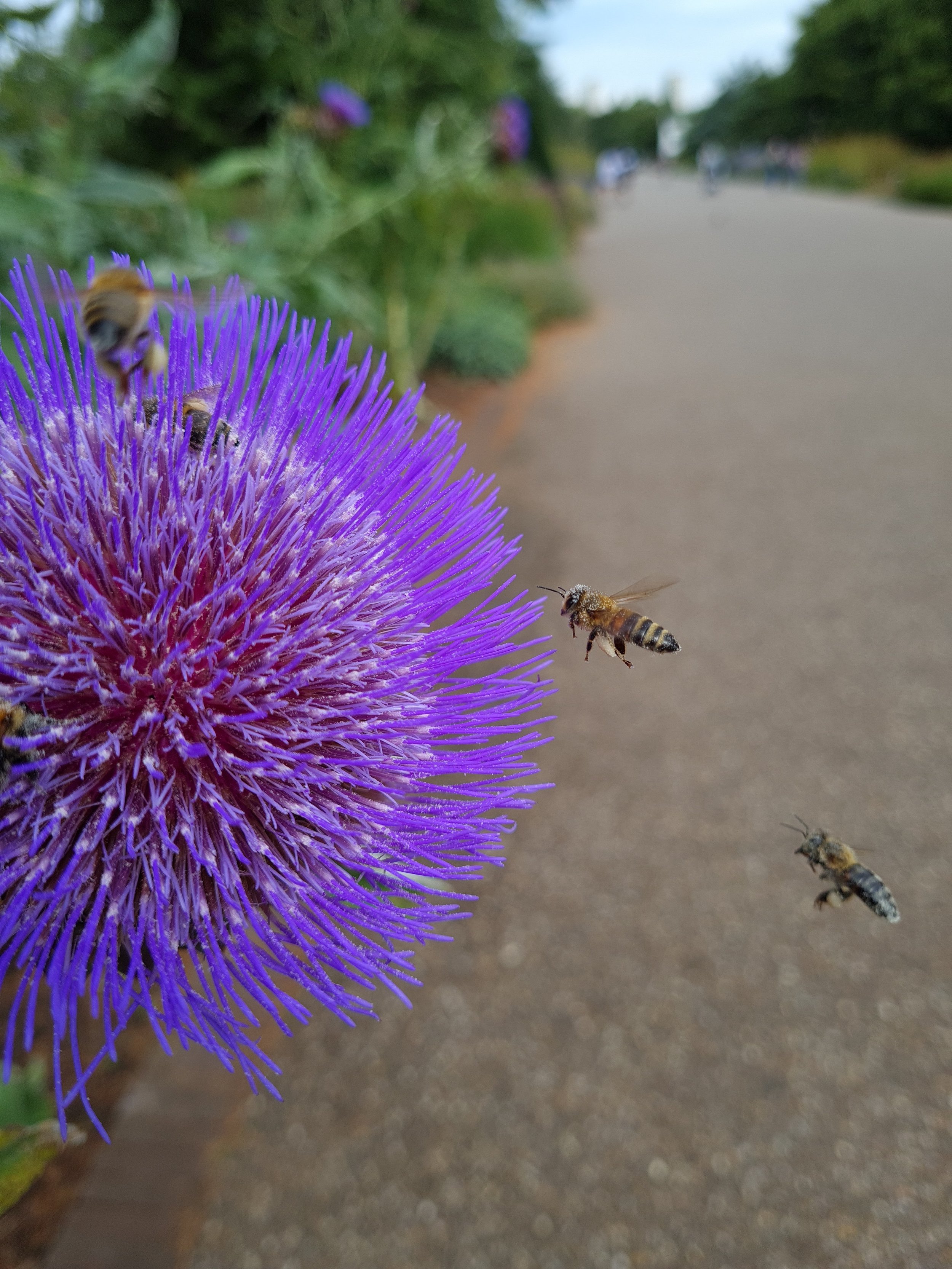 Close-up of a purple thistle flower with bees flying around and gathering nectar, with a blurred sidewalk and greenery in the background.