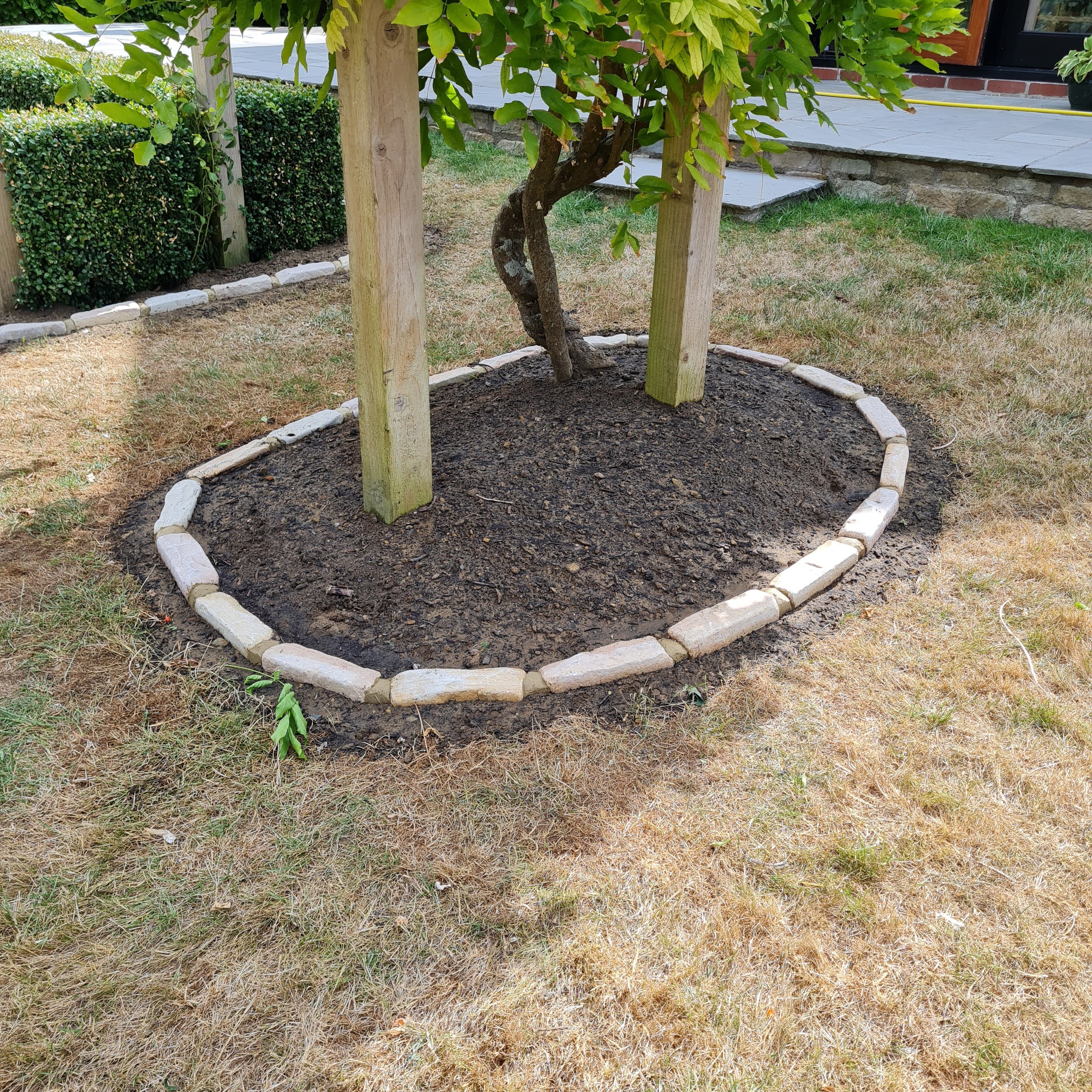 A young tree supported by two wooden stakes, situated in a round stone-edged garden bed with dark soil, surrounded by grass, with a hedge and house steps in the background.