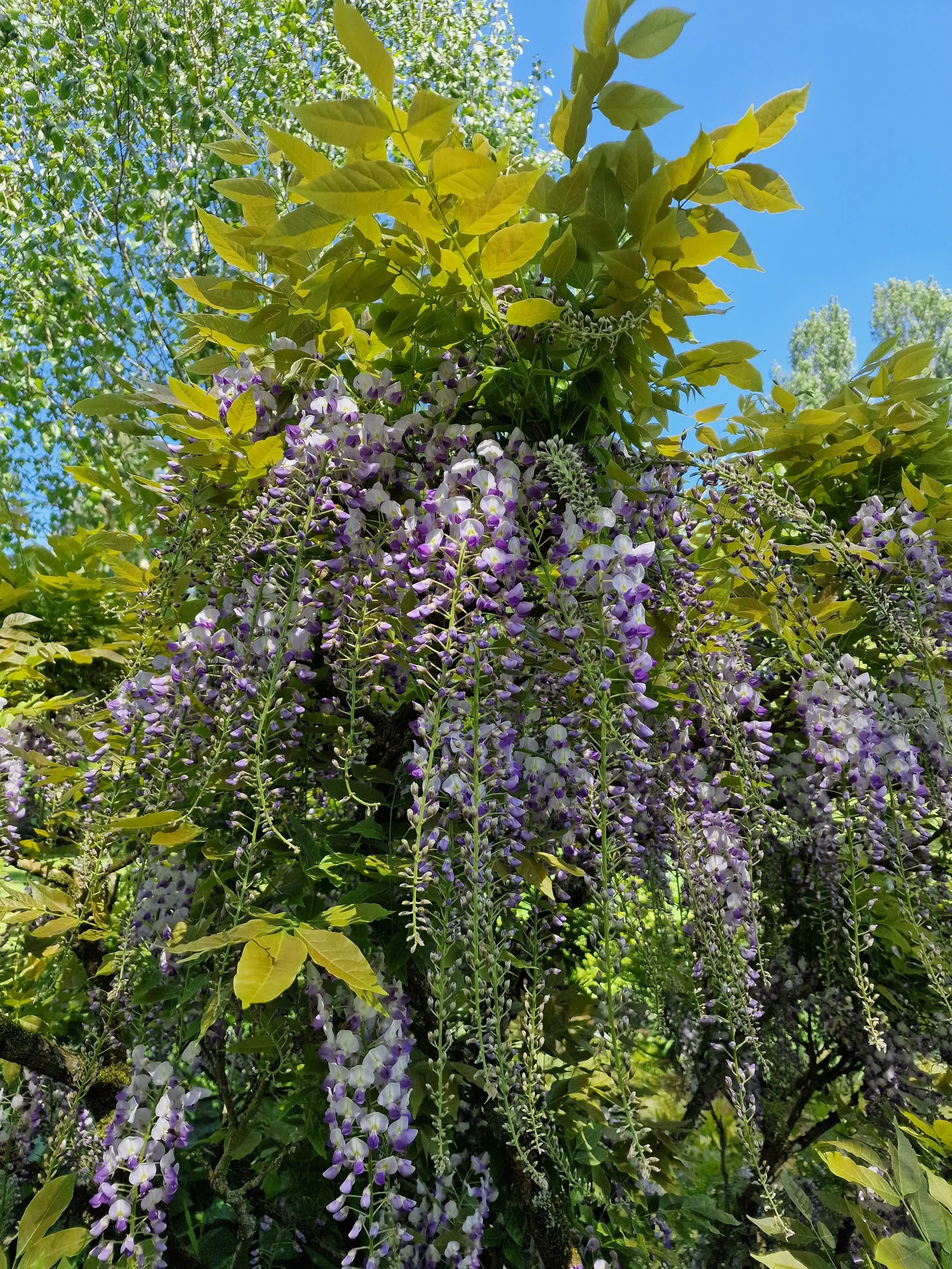 Purple and white wisteria flowers hanging from a tree with green leaves and a bright blue sky in the background.