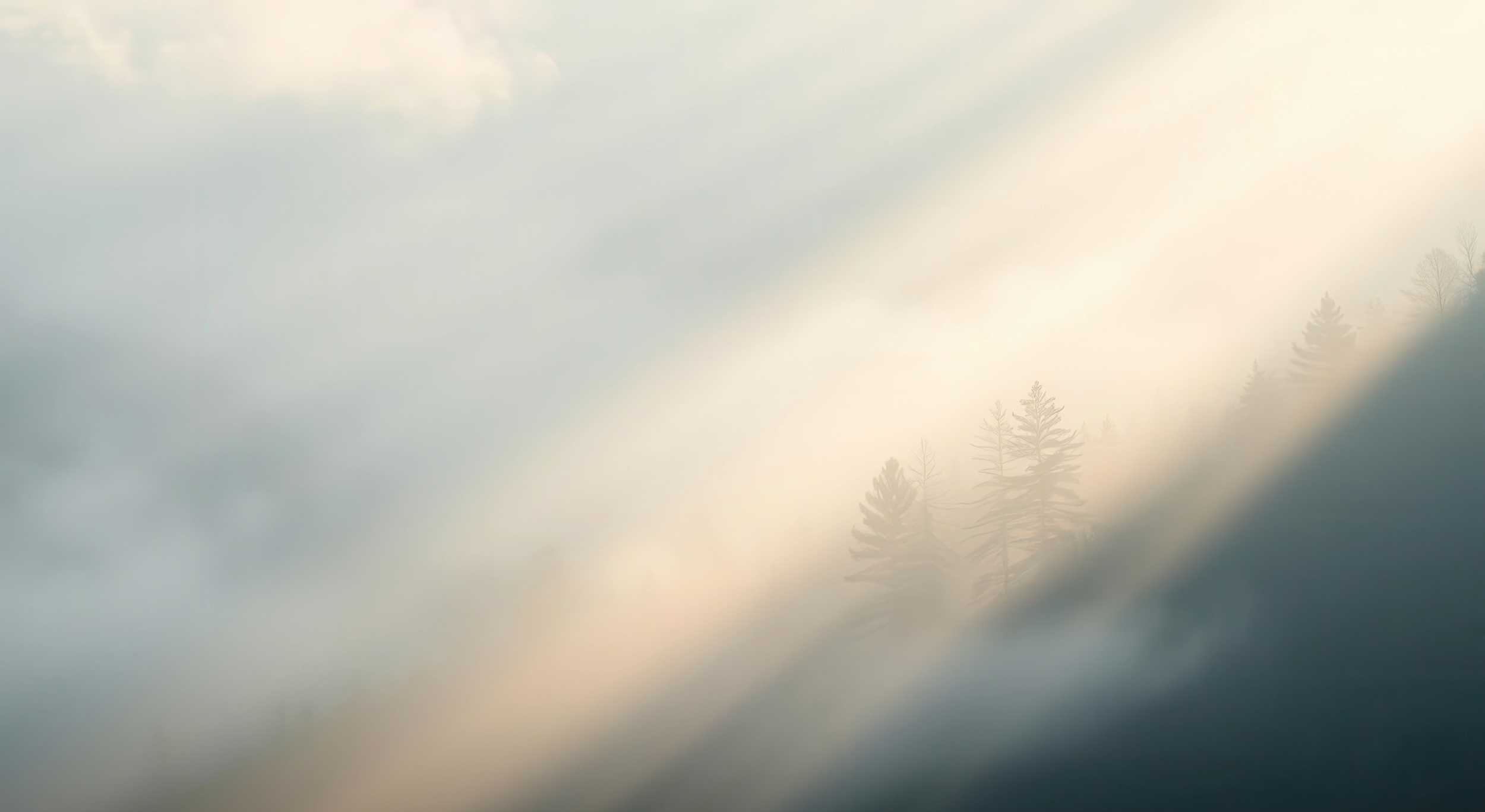 A foggy forest scene with silhouettes of tall trees in the distance.