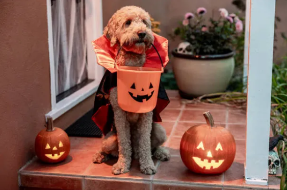 Halloween Party/Costume Contests