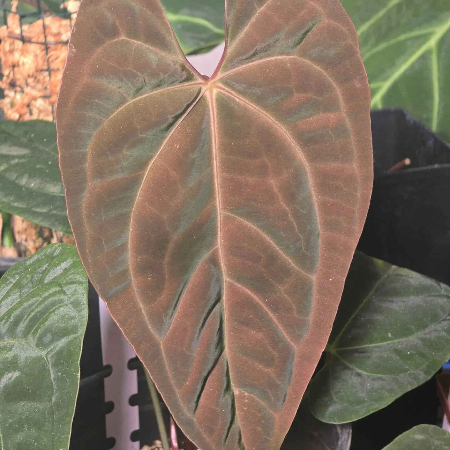This is one of my favorite newer plants, This X-one x FS has put out the most insane iridescent colors. Its starting to flower now and hoping to do the first cross soon! Got the garage opened up and cleaned out with the nice weather. Very excited for