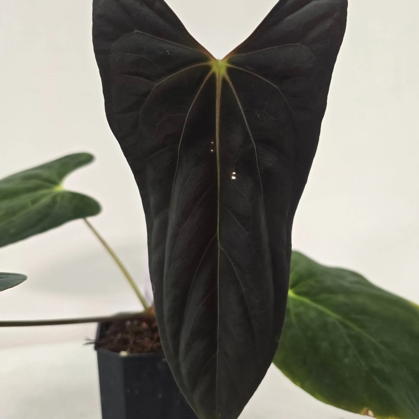 This Ree Gardens Papillilaminum is one of my top 3 plants. Everything about it is awesome. Hoping to get a flower with this newest leaf. I will probably try to cross it with my dressleri or purple crystal first.

#anthurium #plantscanada #canadianpla
