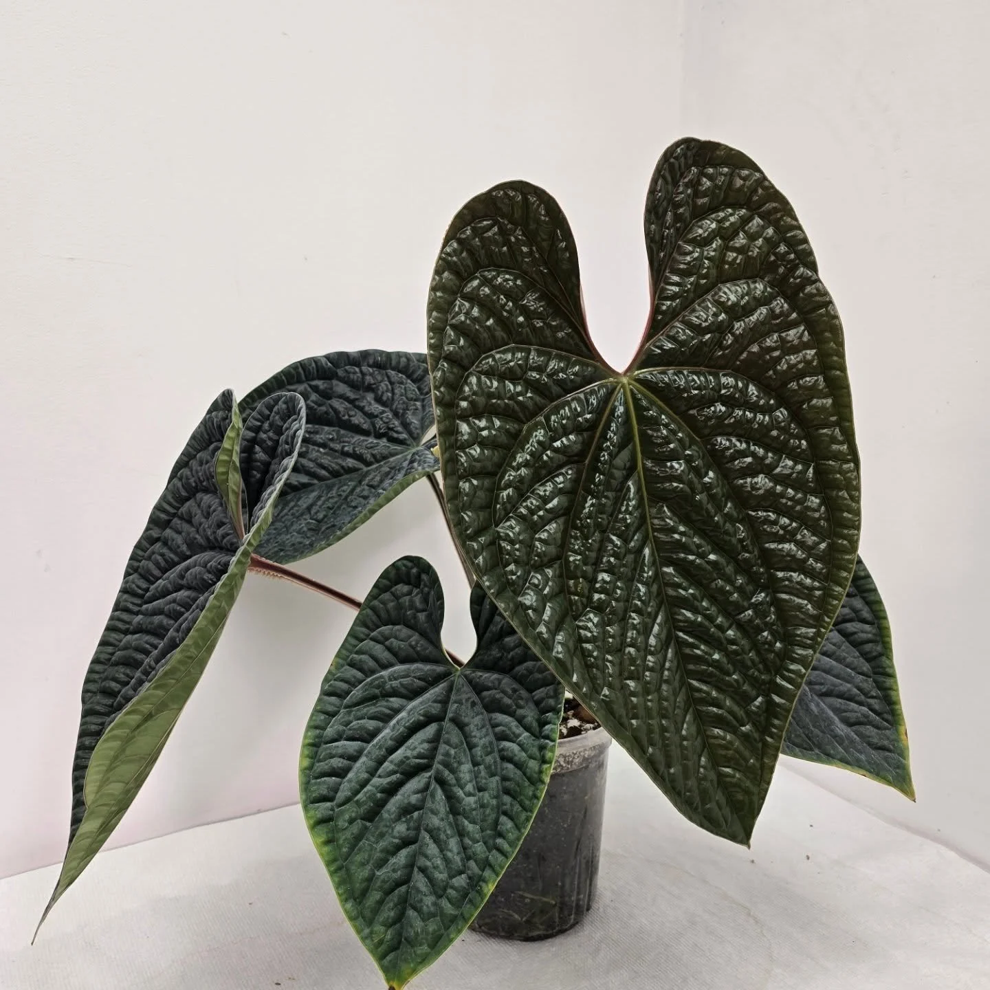 Anthurium luxurians, its getting huge now. I've crossed it with a few things now hoping to harvest them soon. 

#canadianplantlovers #calgaryplants #plantsofinstagram #anthurium #plantsmakemehappy