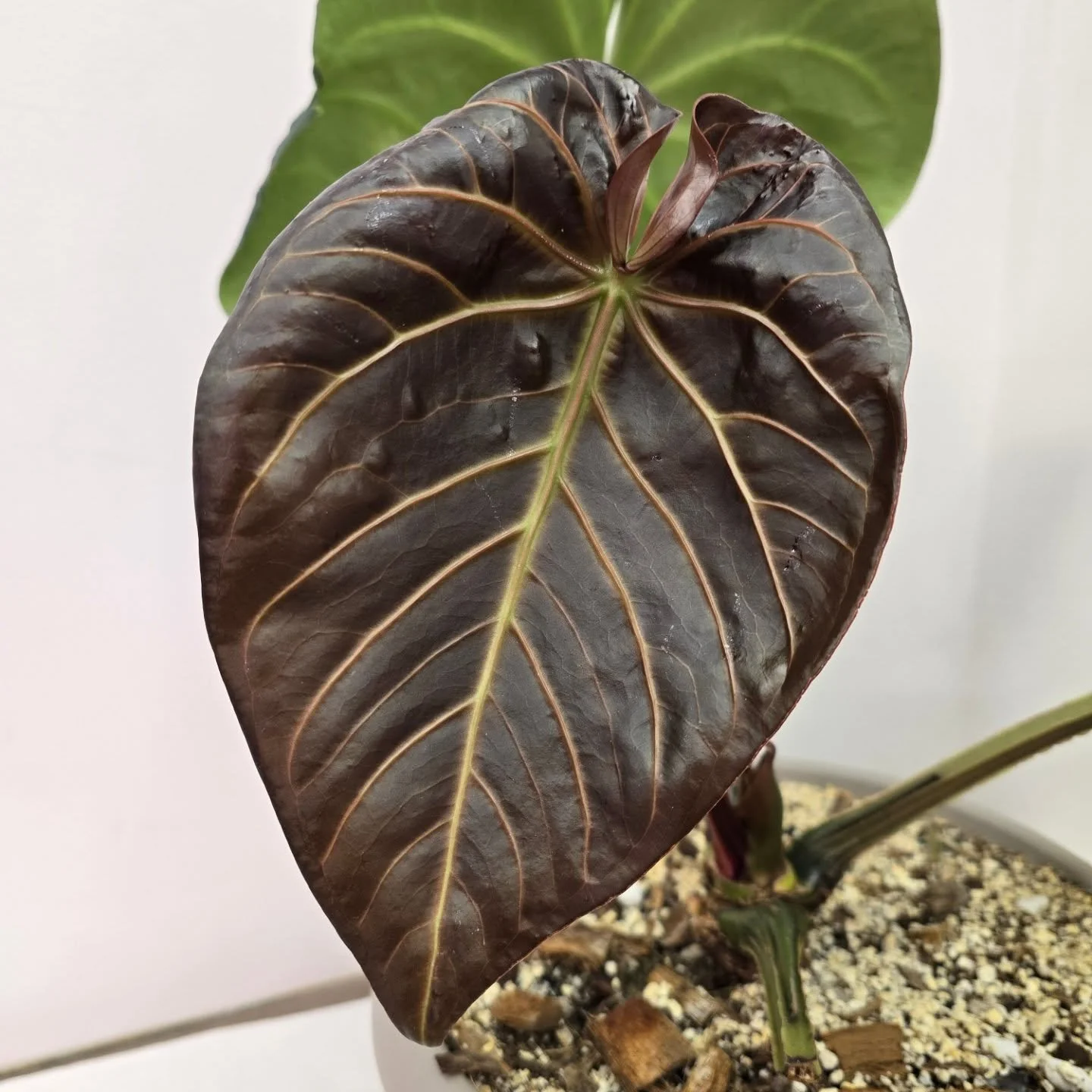 This emergent is too incredible not to post. This Magnificum x Besseae has been with me for almost 2 years now and its gotten incredibly large. Its put out quite alot of seeds for me, crossed with my various other anthuriums. They'll be available soo