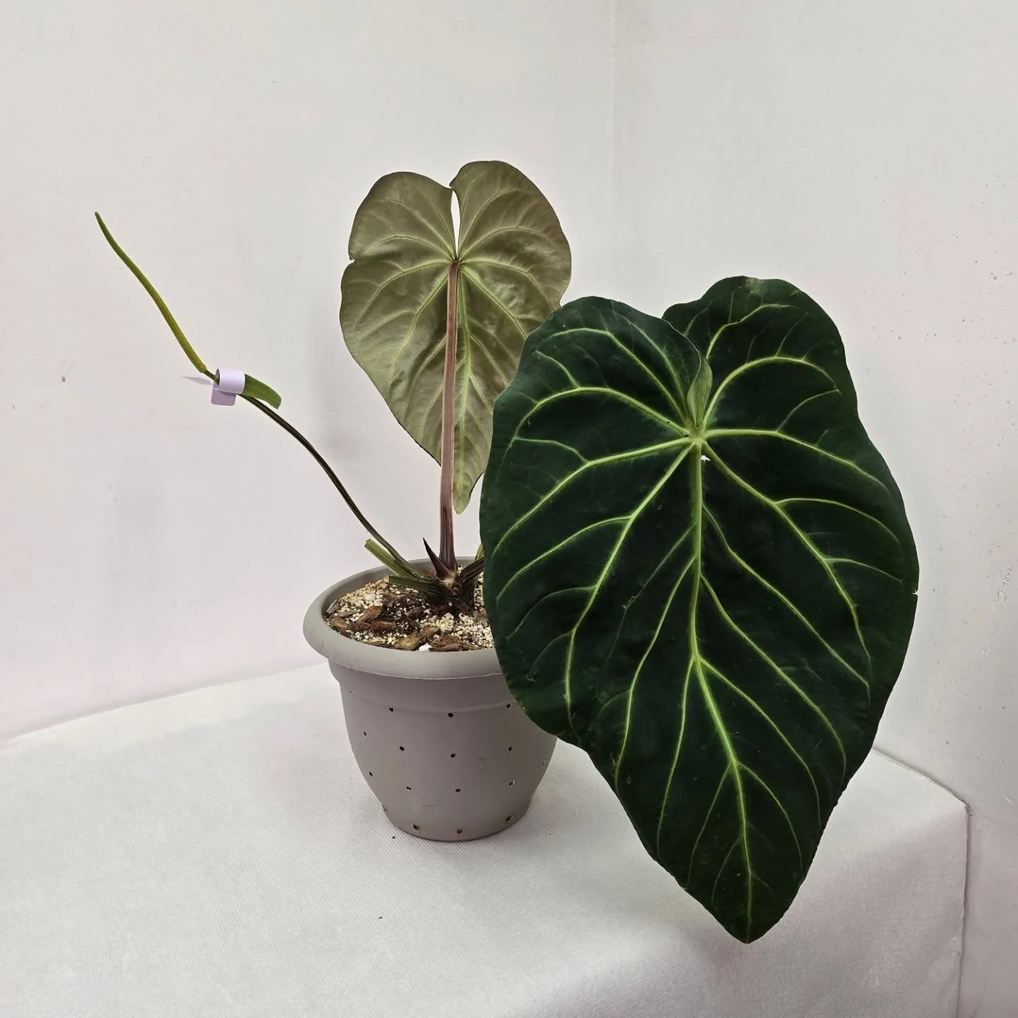 This Mag x Bess was my first anthurium, it really sparked my love for them, I bought it quite large and it has gotten massive in my care. Each leaf is about 2ft long. Have quite a few crosses with this one coming up!

#plants #anthurium #calgaryplant