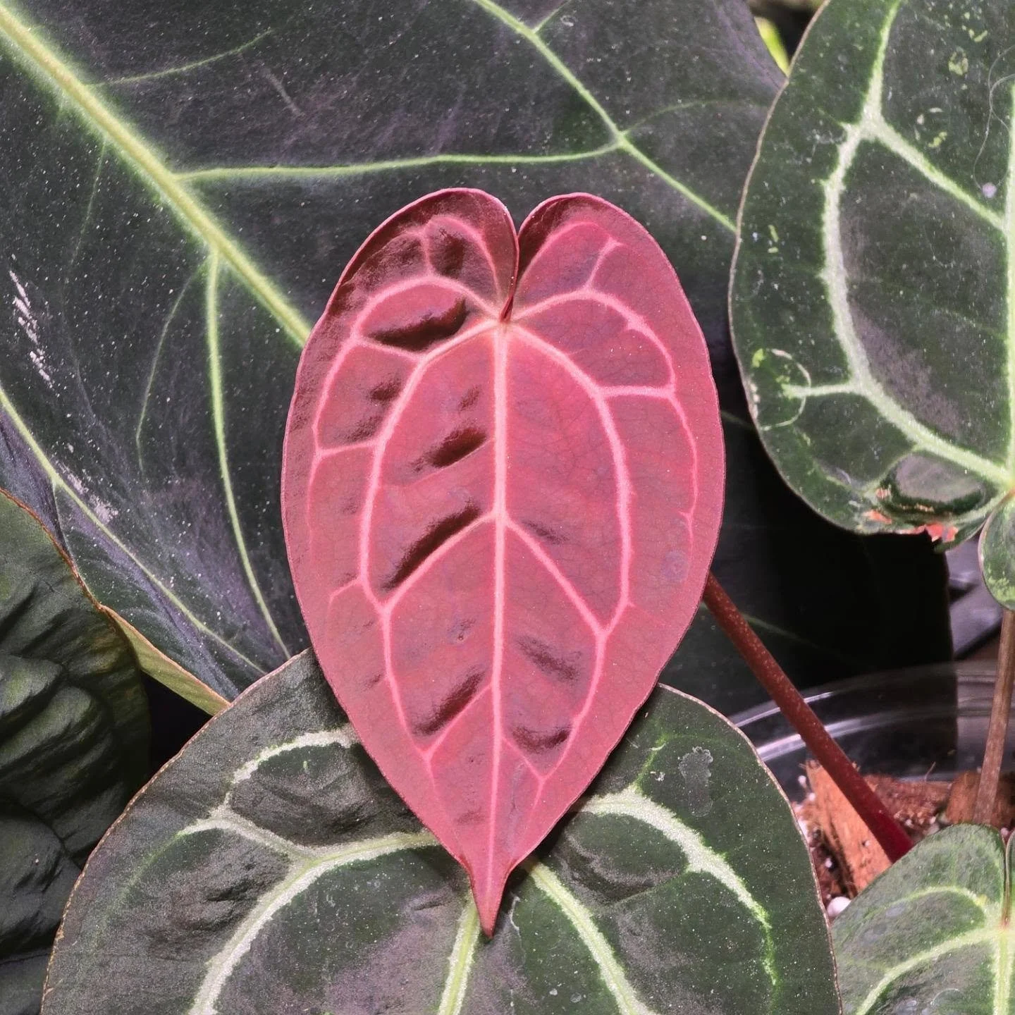 This red crystal x carla has quickly become one of my favorite plants with its wine red emergents. Just switched over to cataphyll and hope to get a flower soon. 

#anthurium #aroid #plantscanada #canadianplantlovers #plantsofinstagram