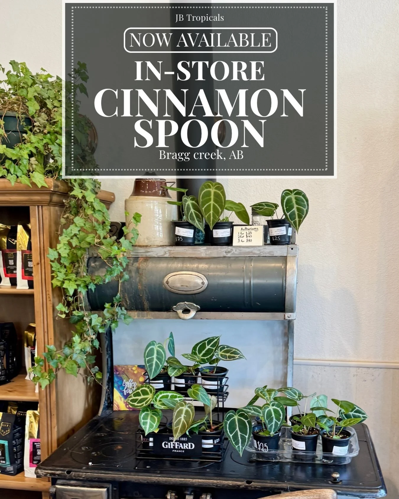 🌿 HOUSEPLANTS FOR SALE IN BRAGG CREEK! 🌿

You can now find our plants at The Cinnamon Spoon in Bragg Creek! 🪴✨

I&rsquo;m so excited to have my plants available in such a lovely local spot. Stop in for a coffee, treat, or bite to eat 😊and take ho