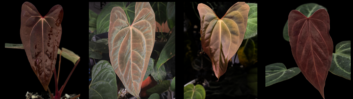 Sequential images of a heart-shaped plant leaf showing different stages of growth and color changes, from dark brown to reddish-brown, with some green and patterned leaves in the background.