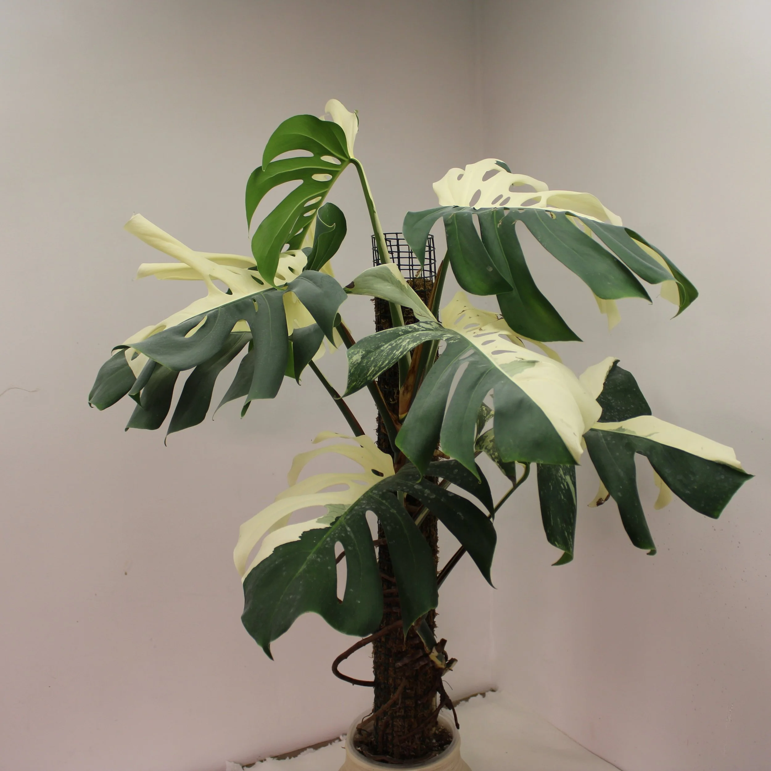 Monstera Albo "Halfmoon"