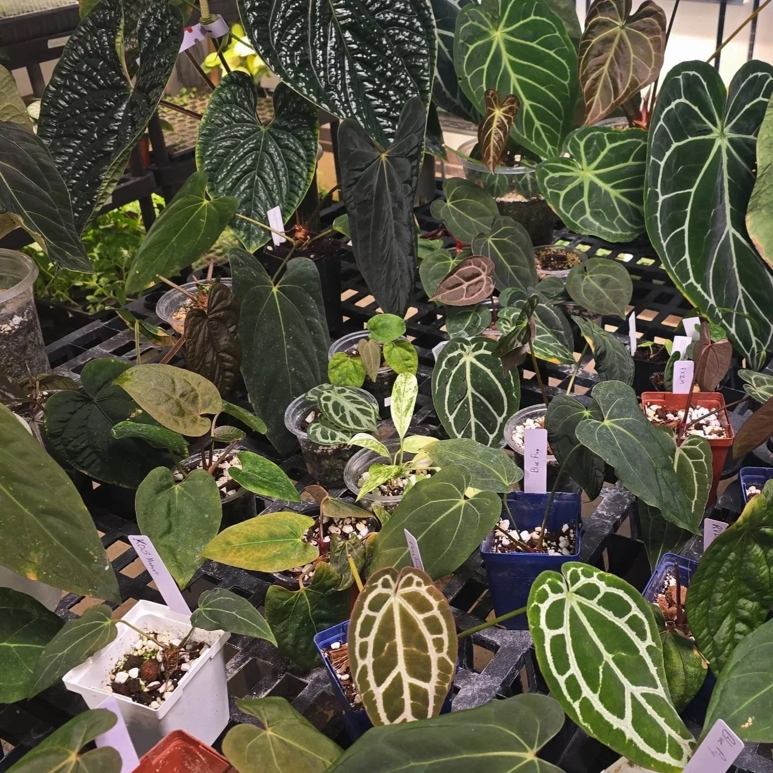 Various potted plants with large, patterned, green leaves, including different types of anthuriums, on a black shelving unit in a greenhouse or plant nursery.
