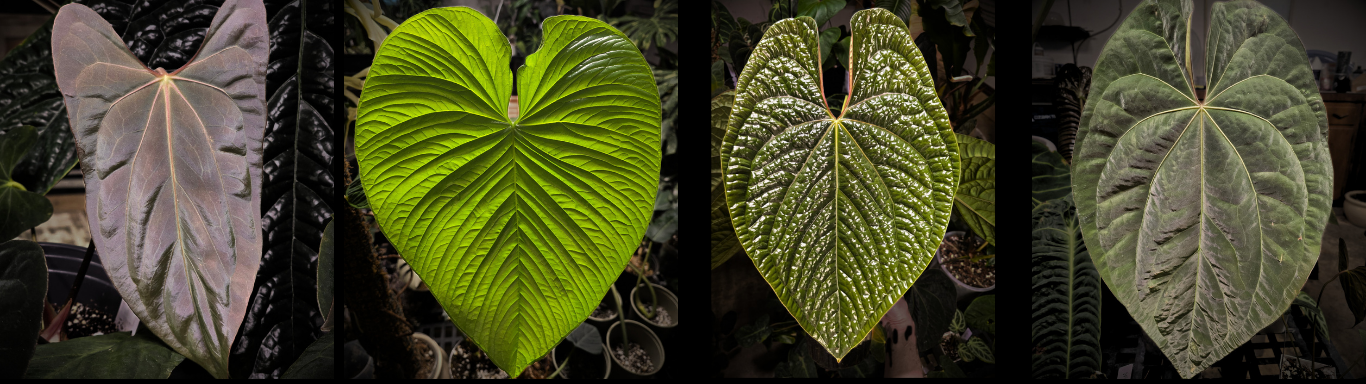 Sequence of four close-up photos of large, heart-shaped leaves with prominent veins, showcasing different textures and patterns in shades of green and purple.