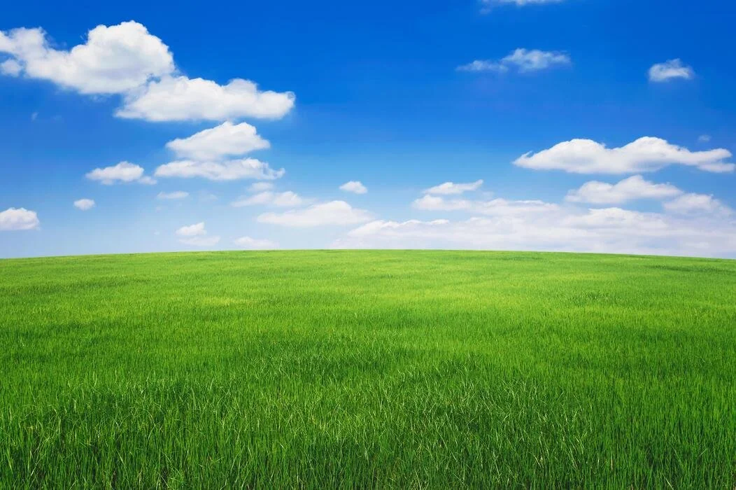 A green grassy field under a bright blue sky with scattered white clouds.