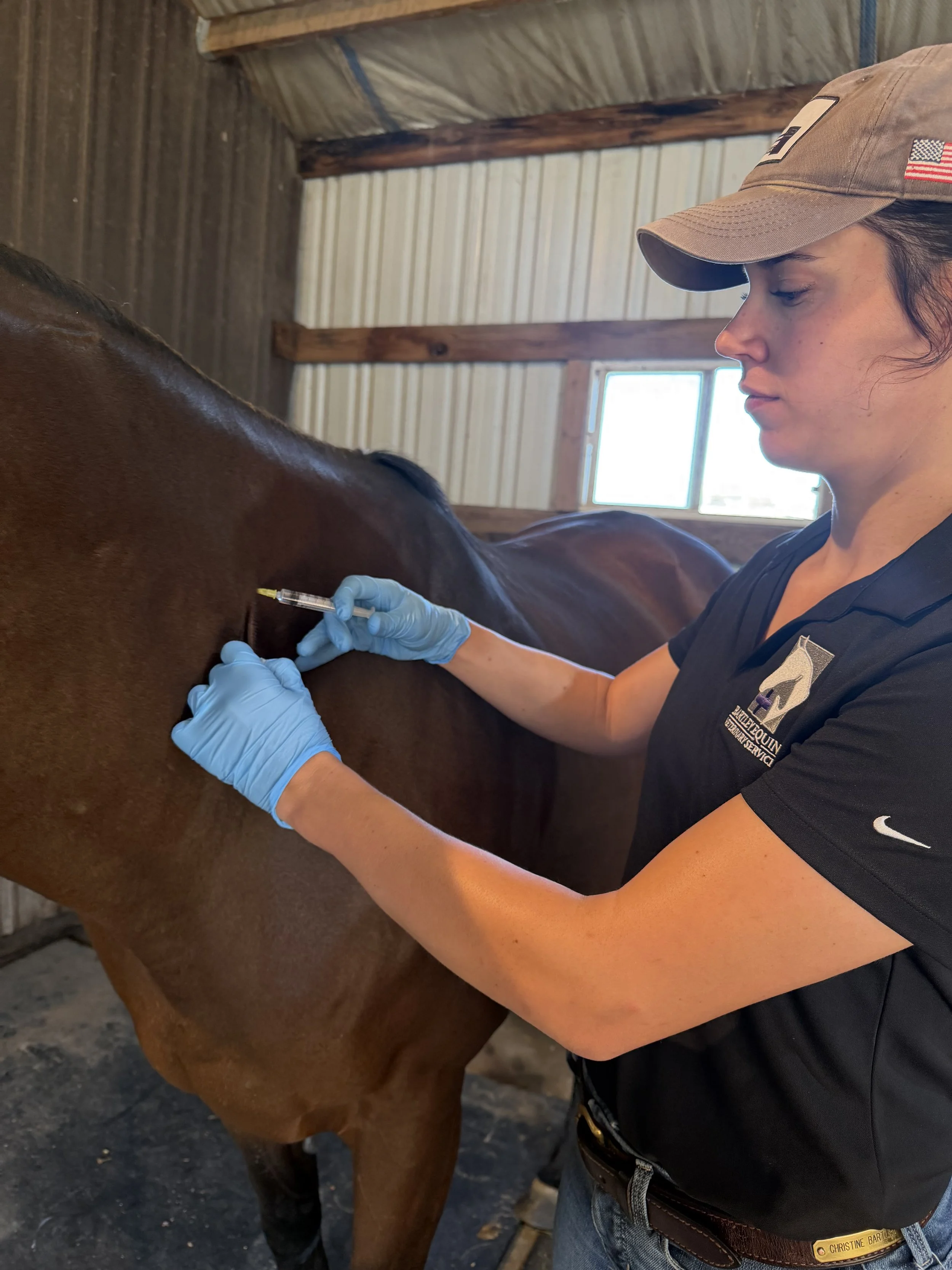 Why Your Horse’s Vaccines Should Be Administered by Your Veterinarian