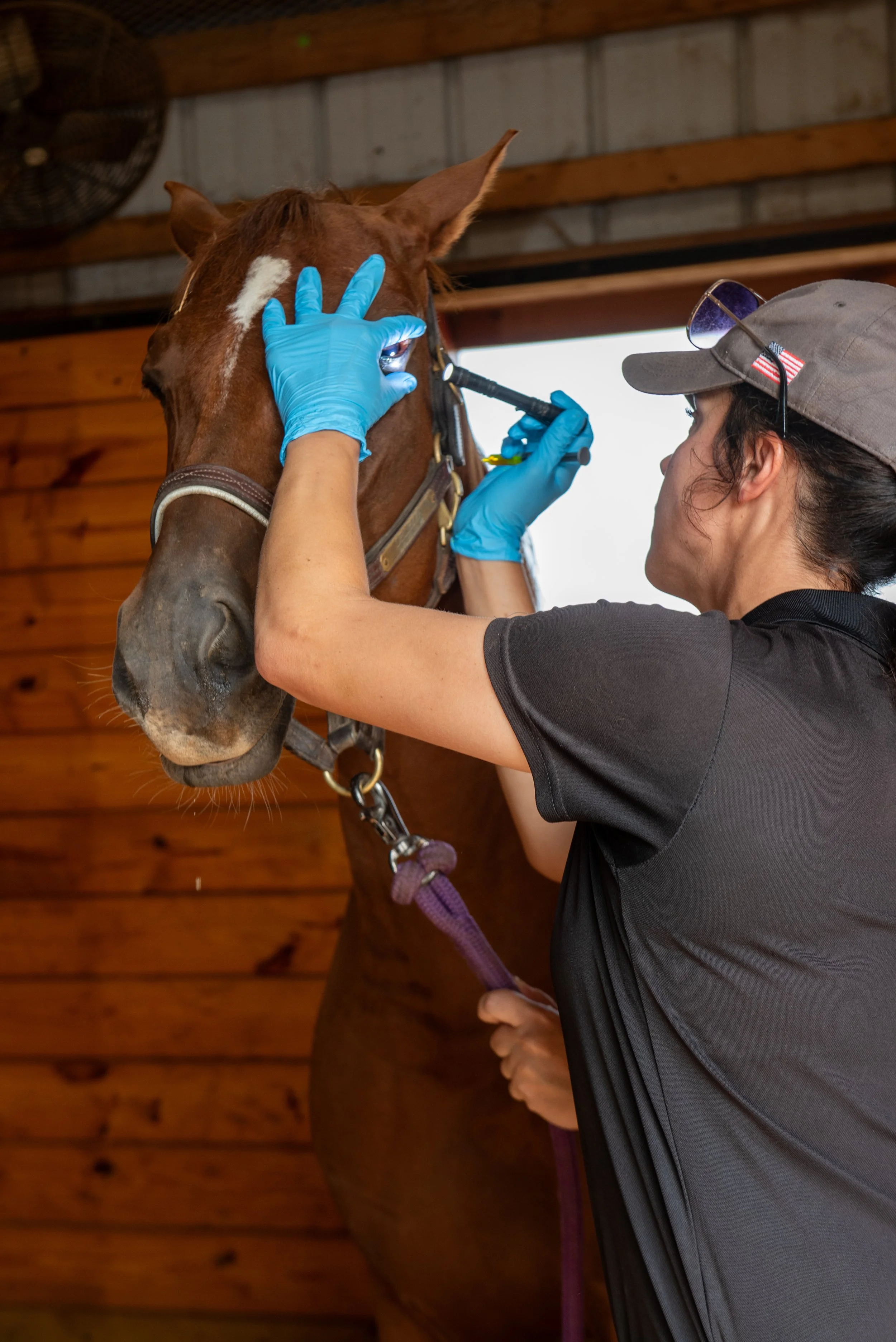Pre-Purchase Exams: Why Every Horse Purchase Deserves a Closer Look
